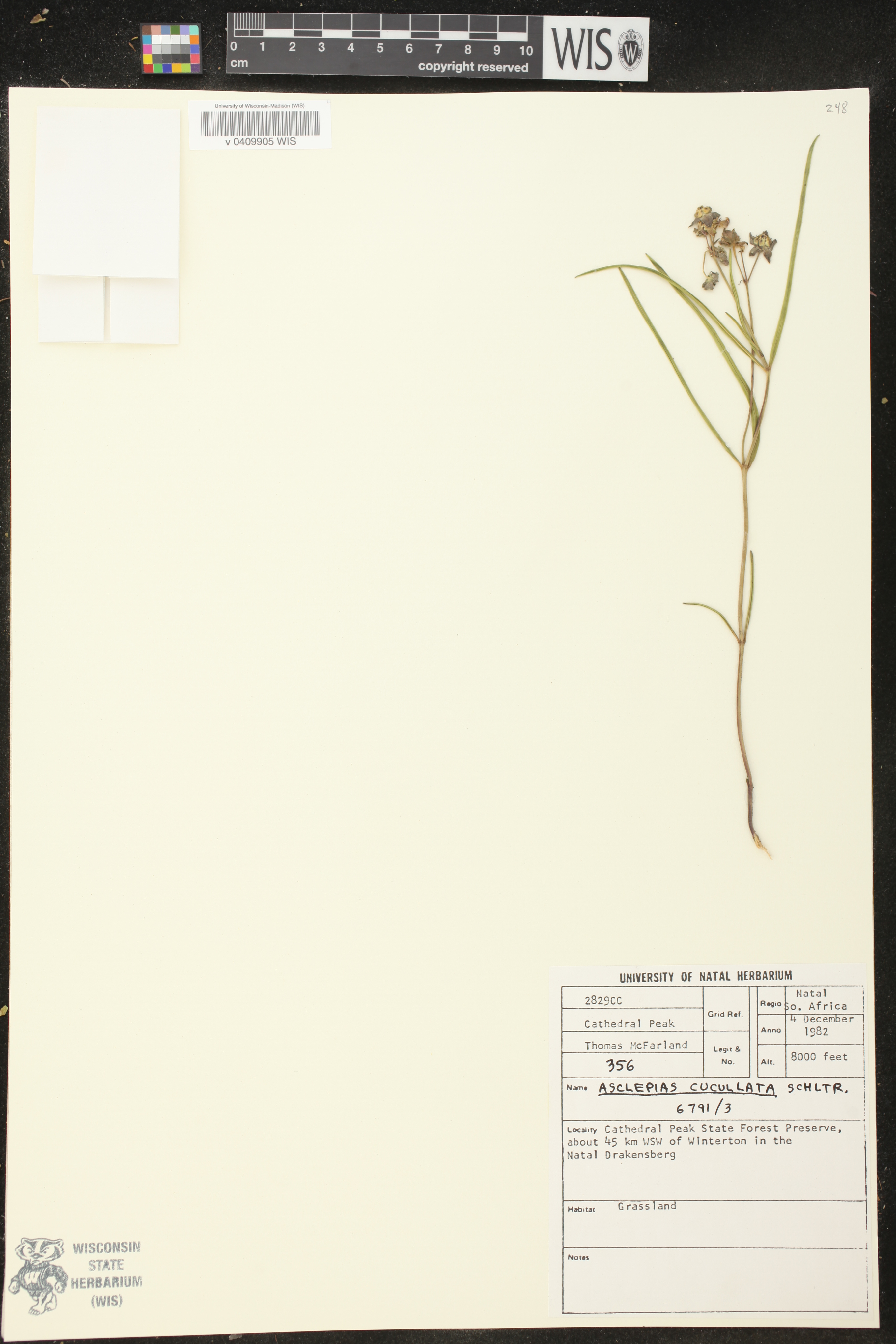 Asclepias cucullata image