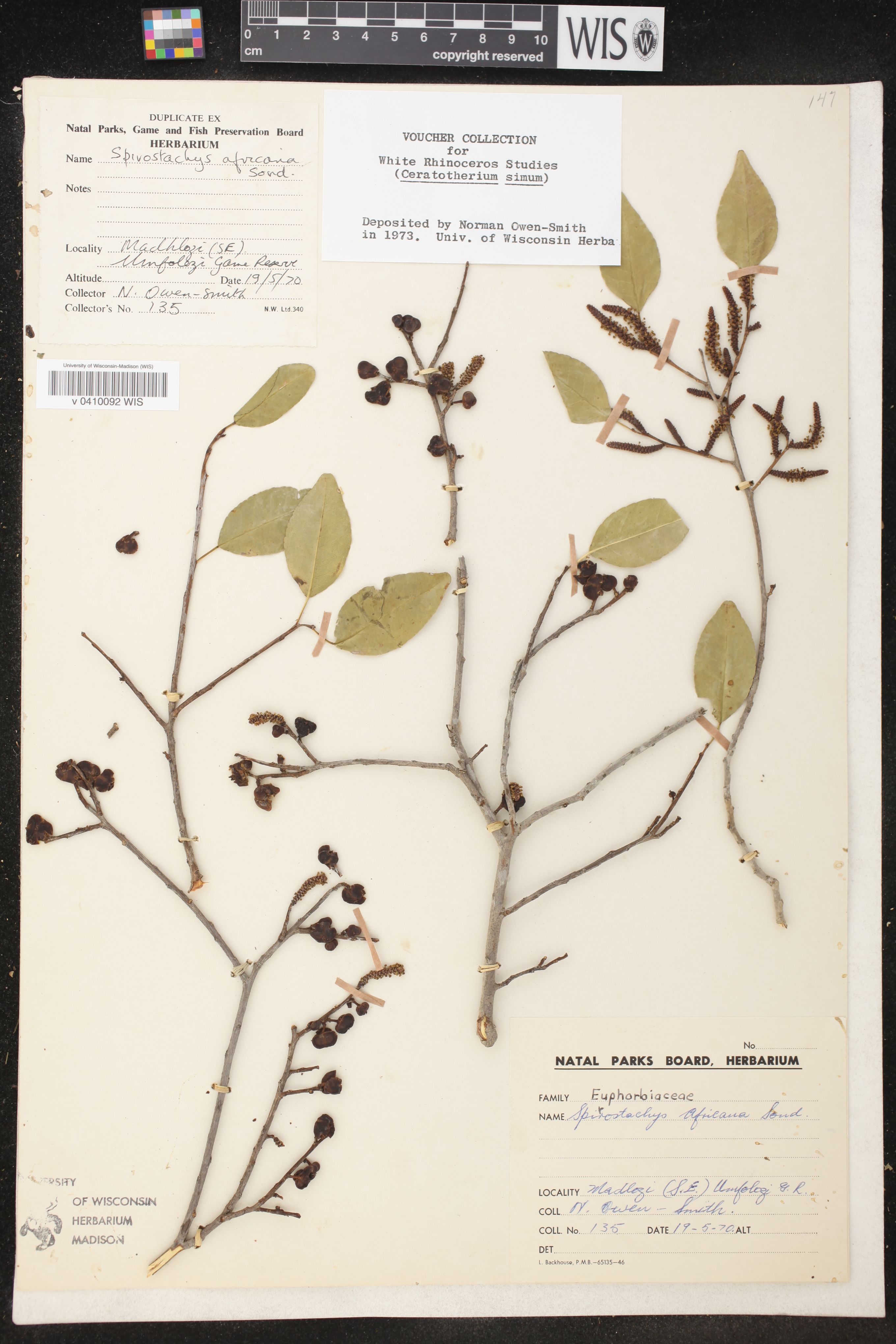 Spirostachys africana image