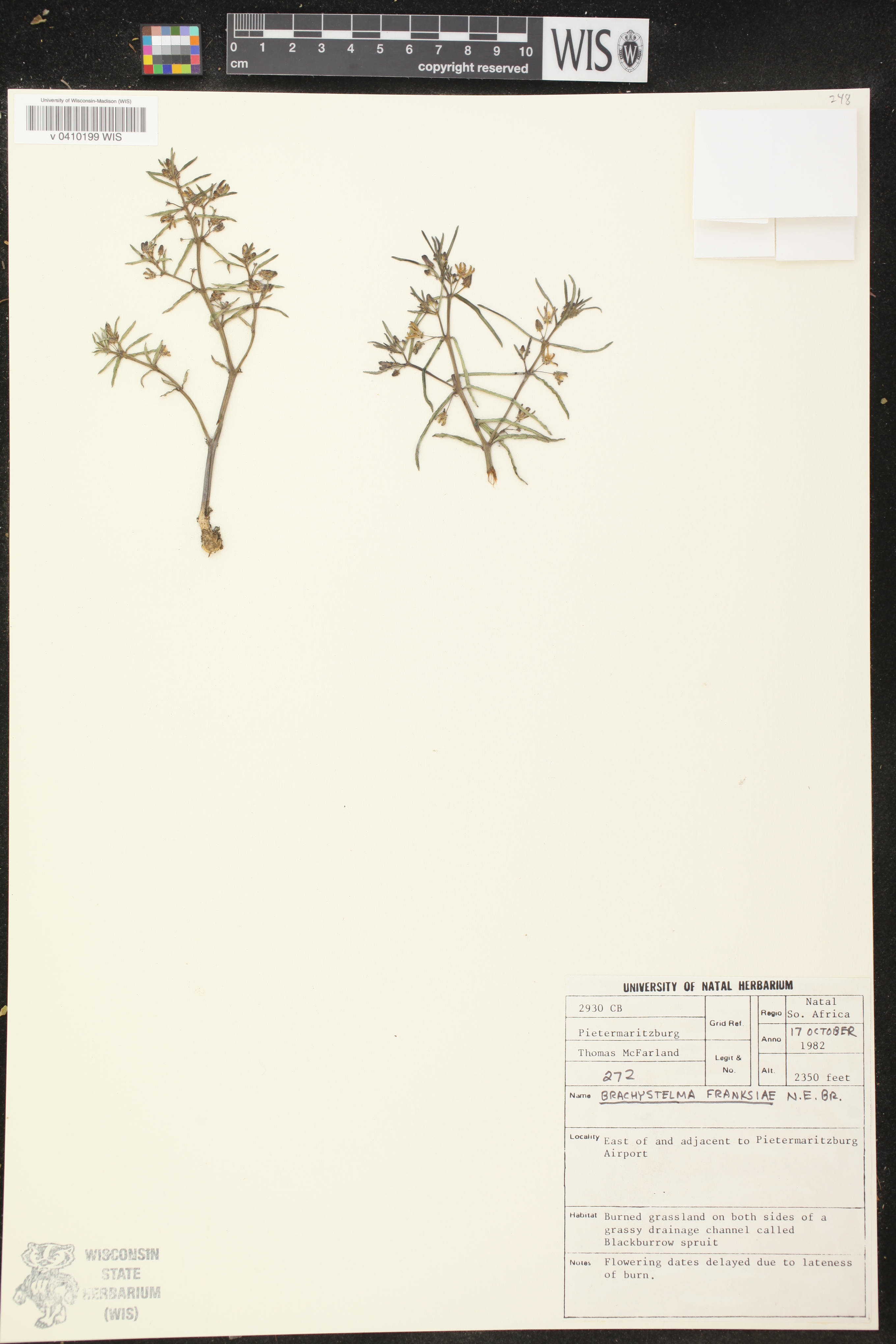 Brachystelma franksiae image