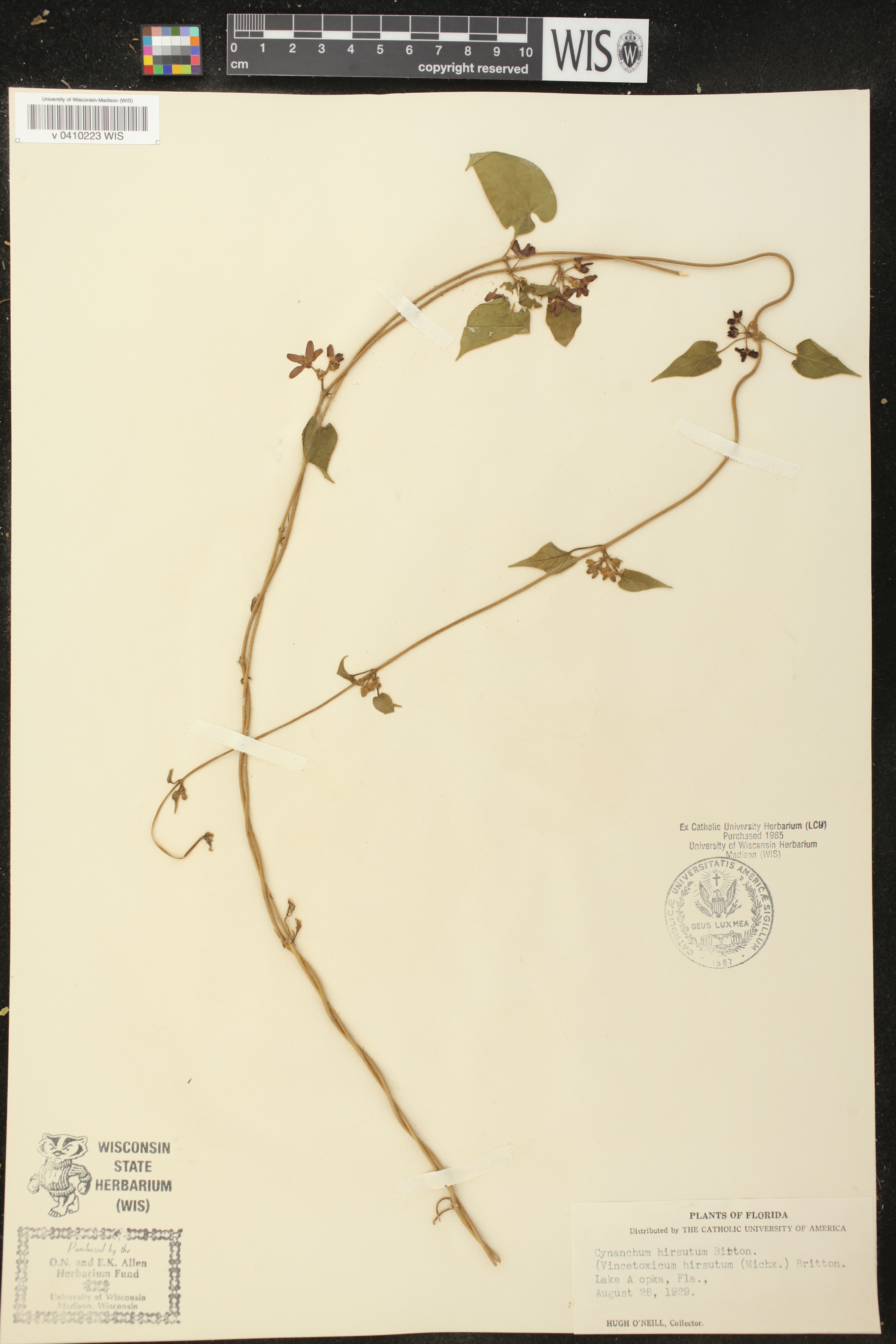 Vincetoxicum hirsutum image