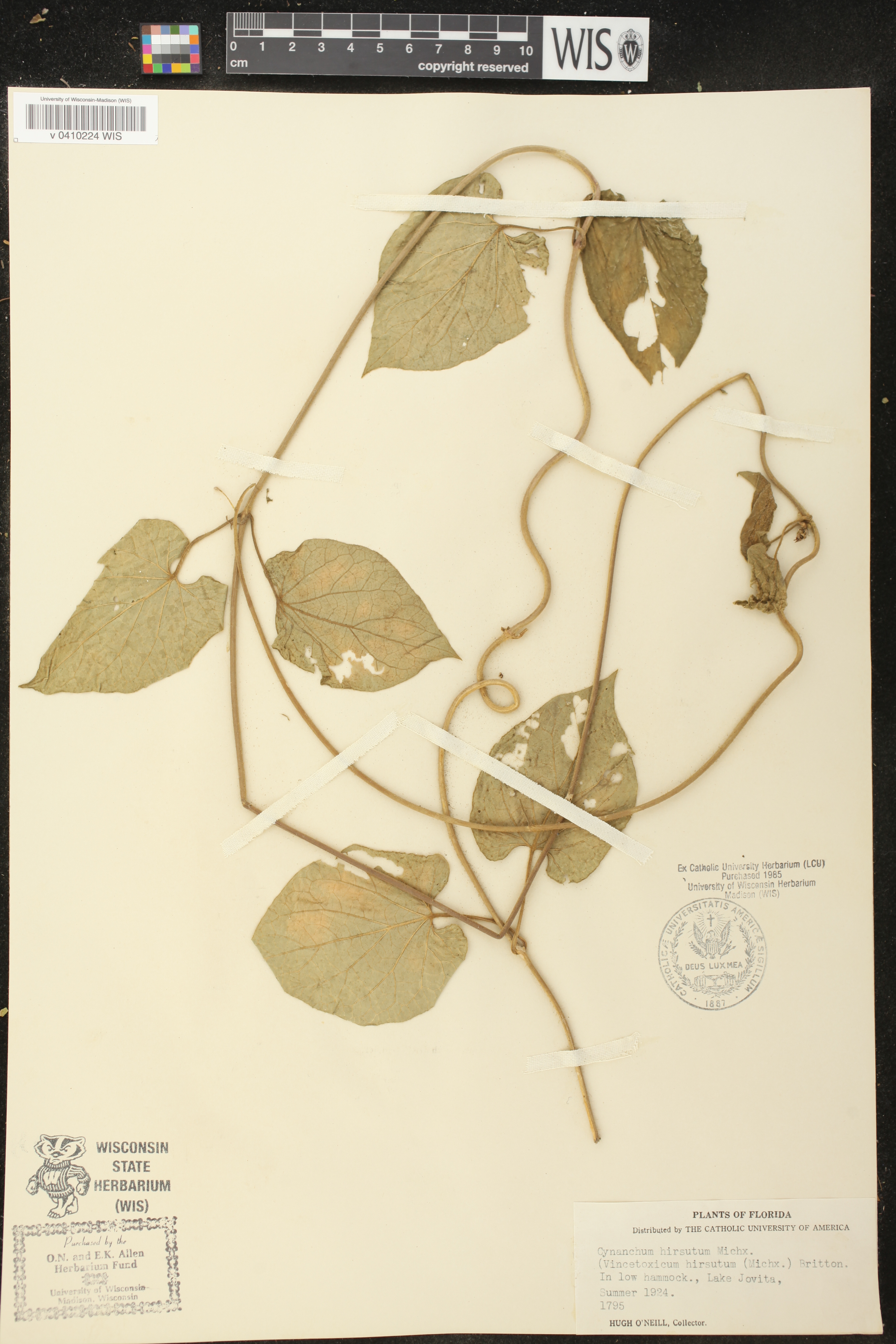 Vincetoxicum hirsutum image