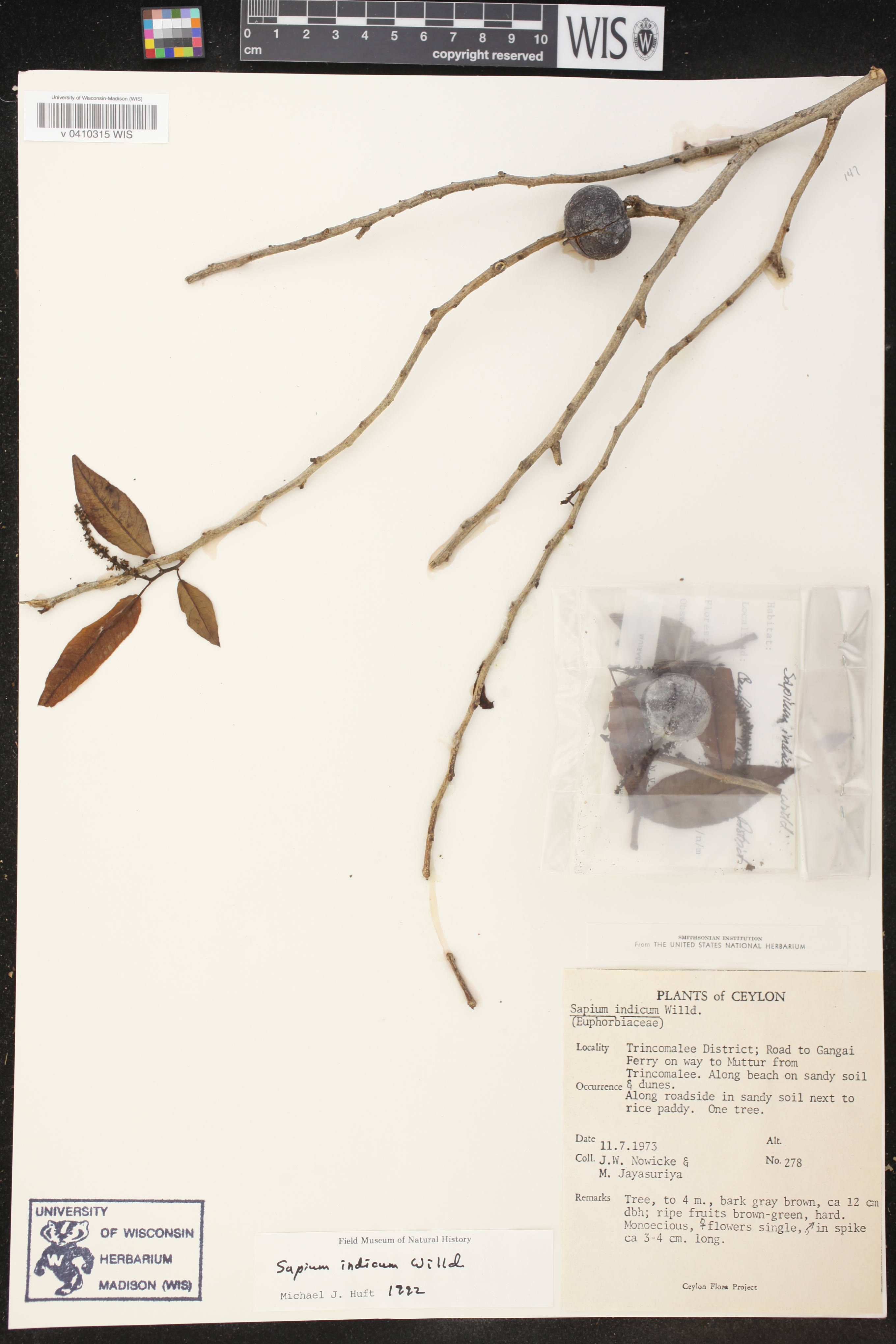 Shirakiopsis indica image