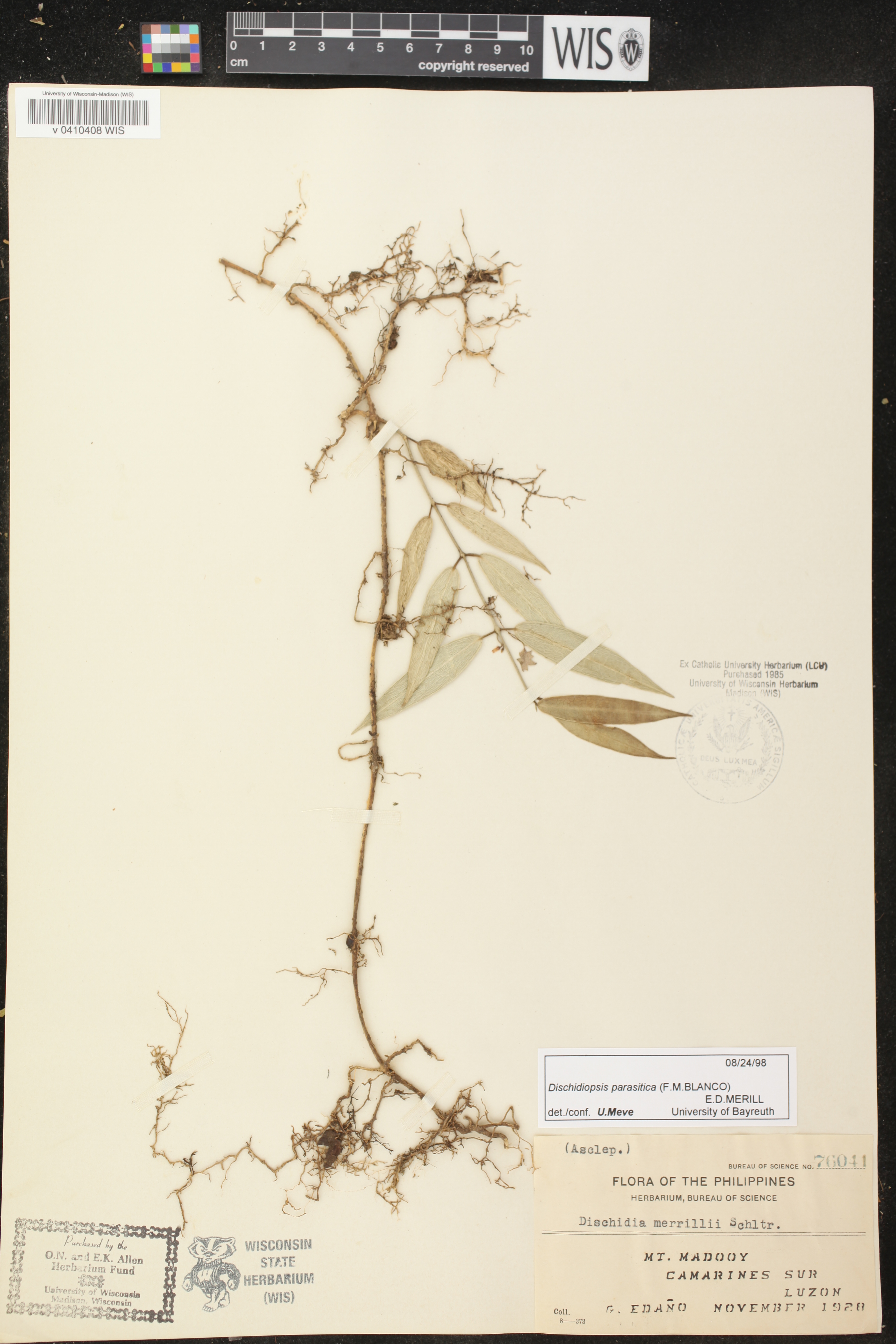 Dischidia parasitica image