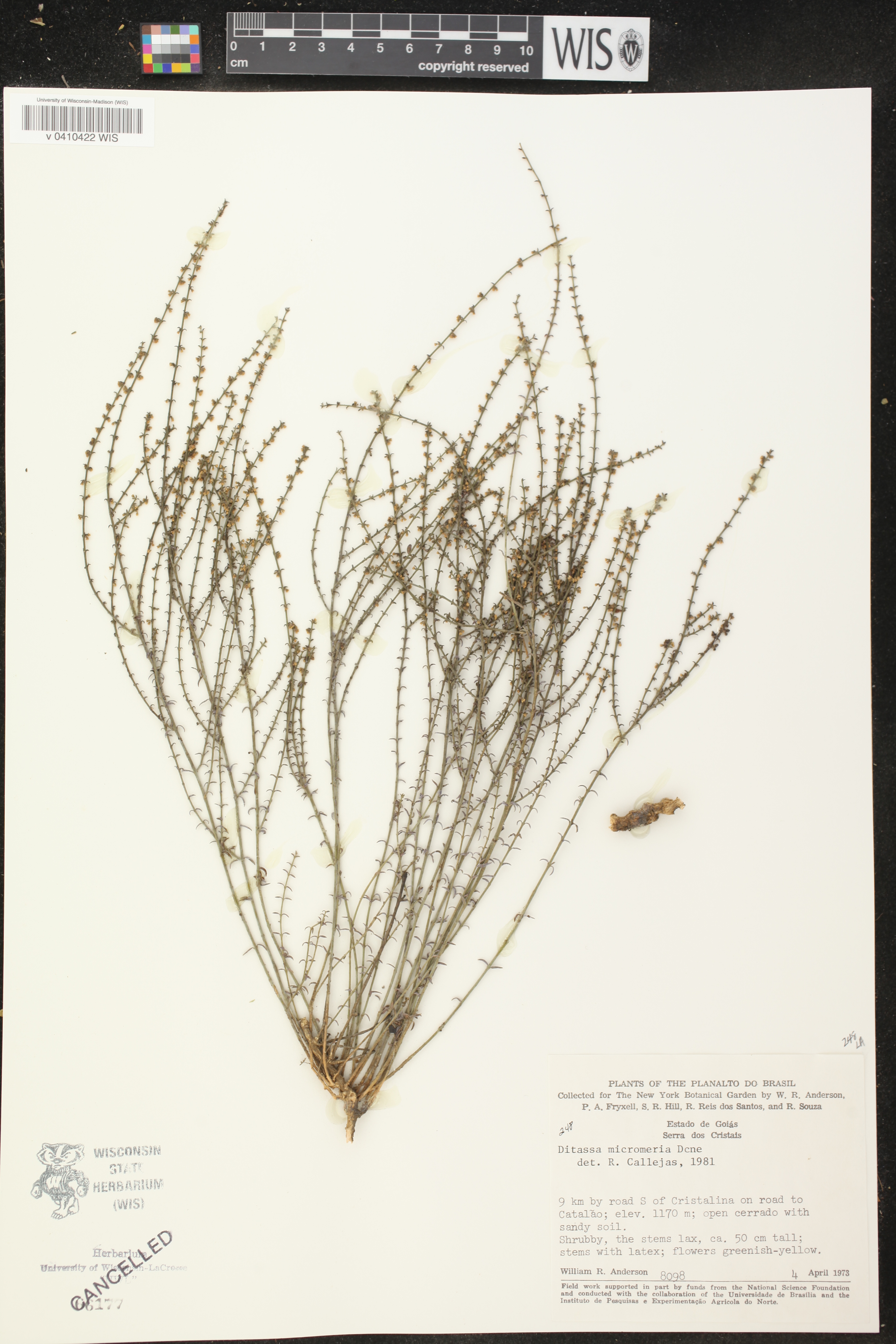 Minaria micromeria image