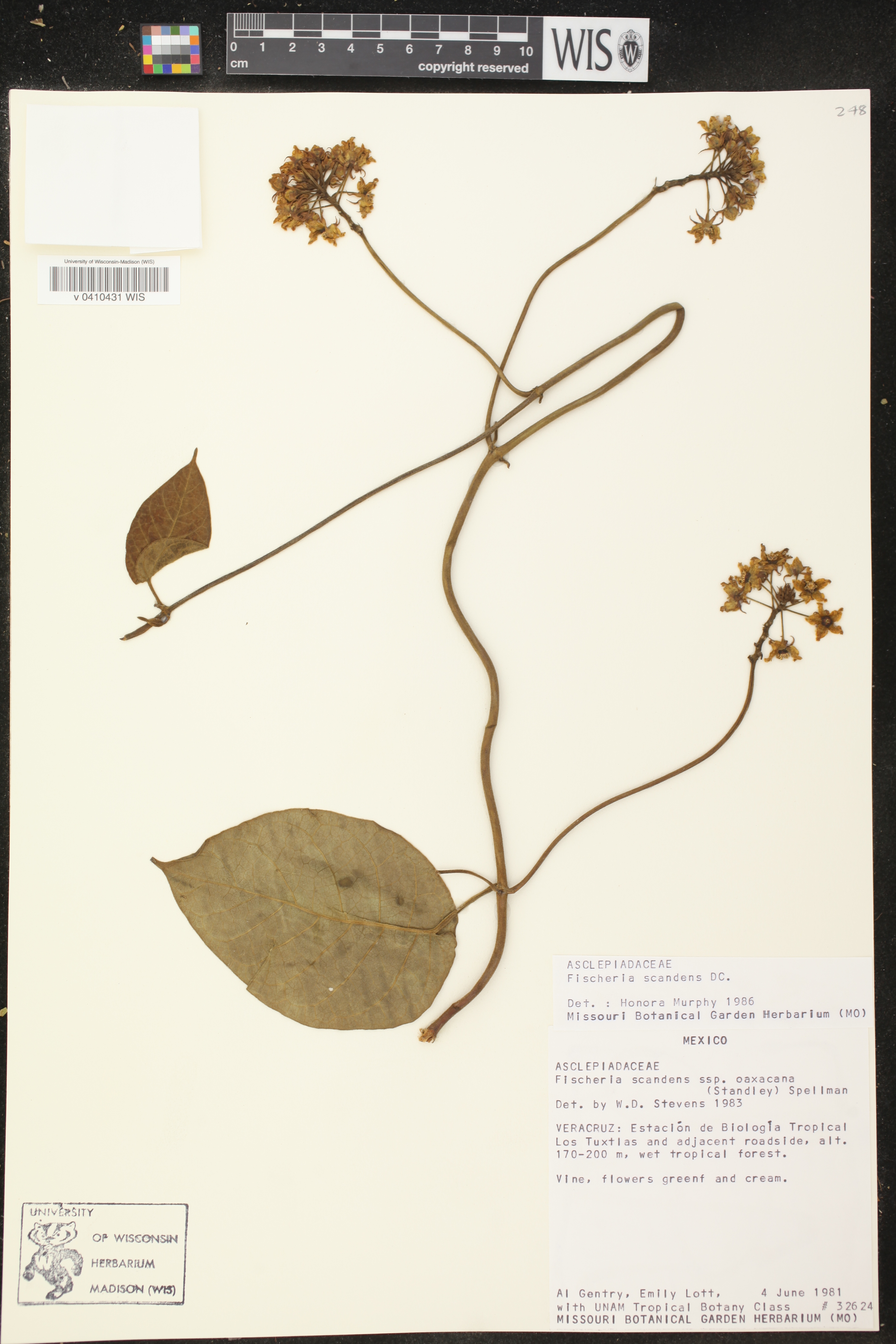 Fischeria scandens image