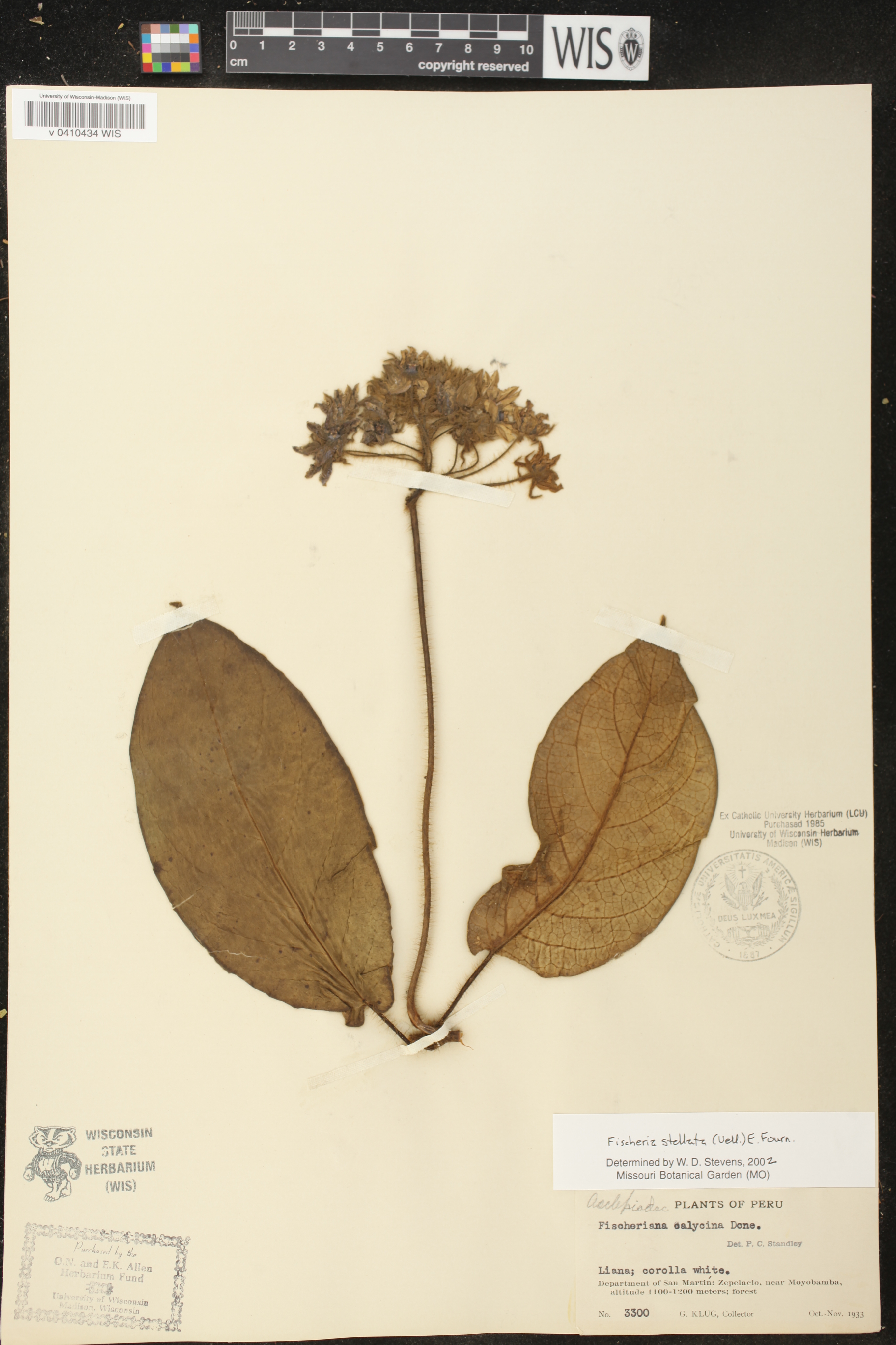 Fischeria stellata image