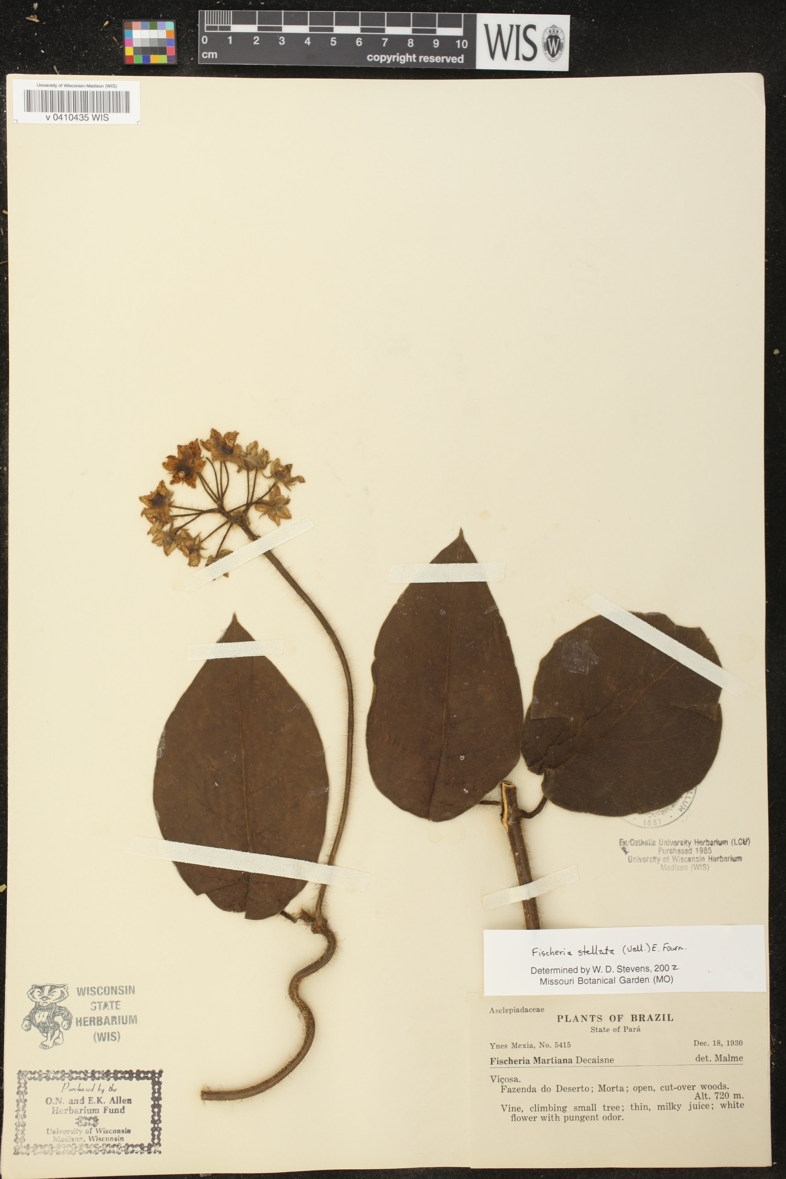 Fischeria stellata image