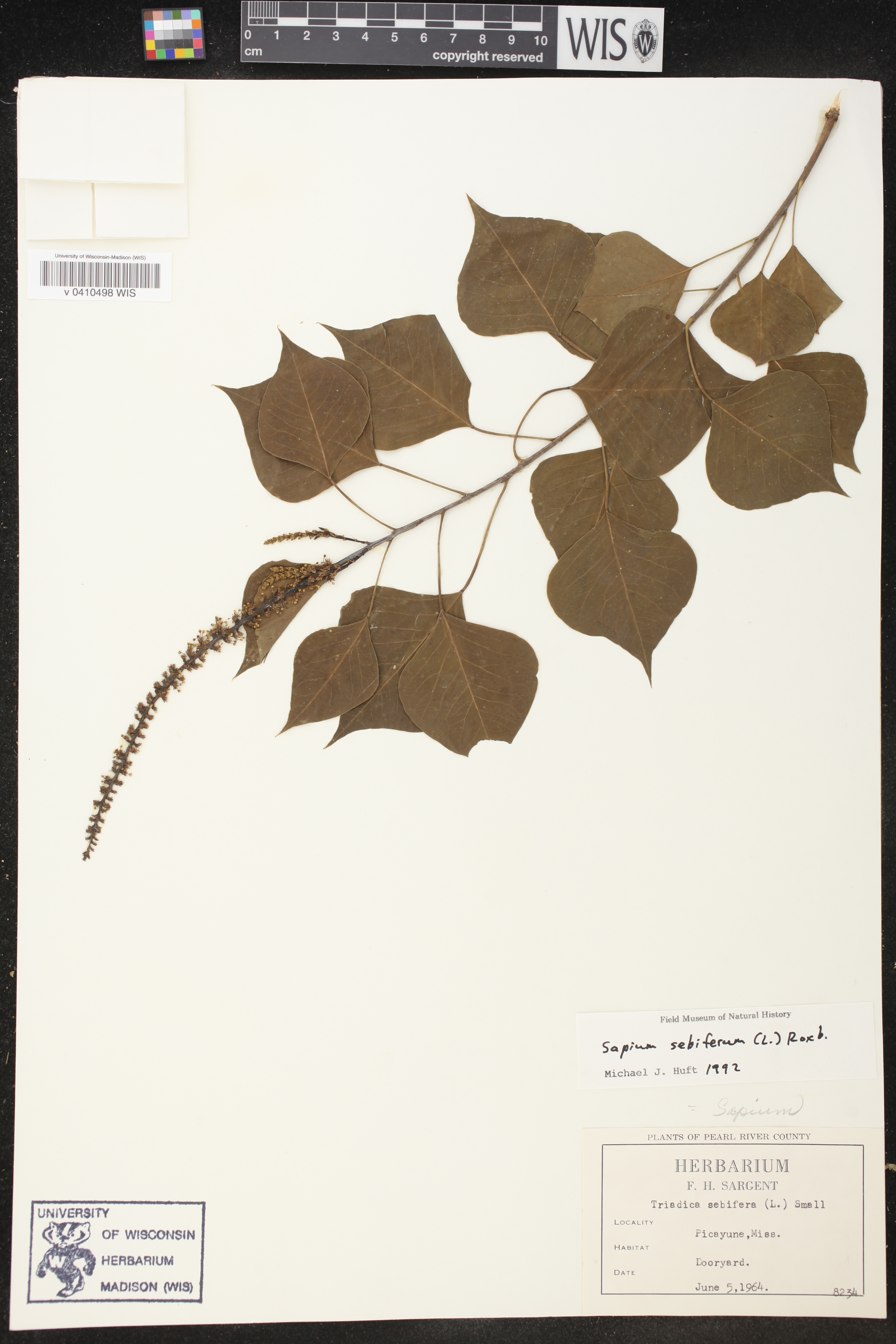 Sapium sebiferum image