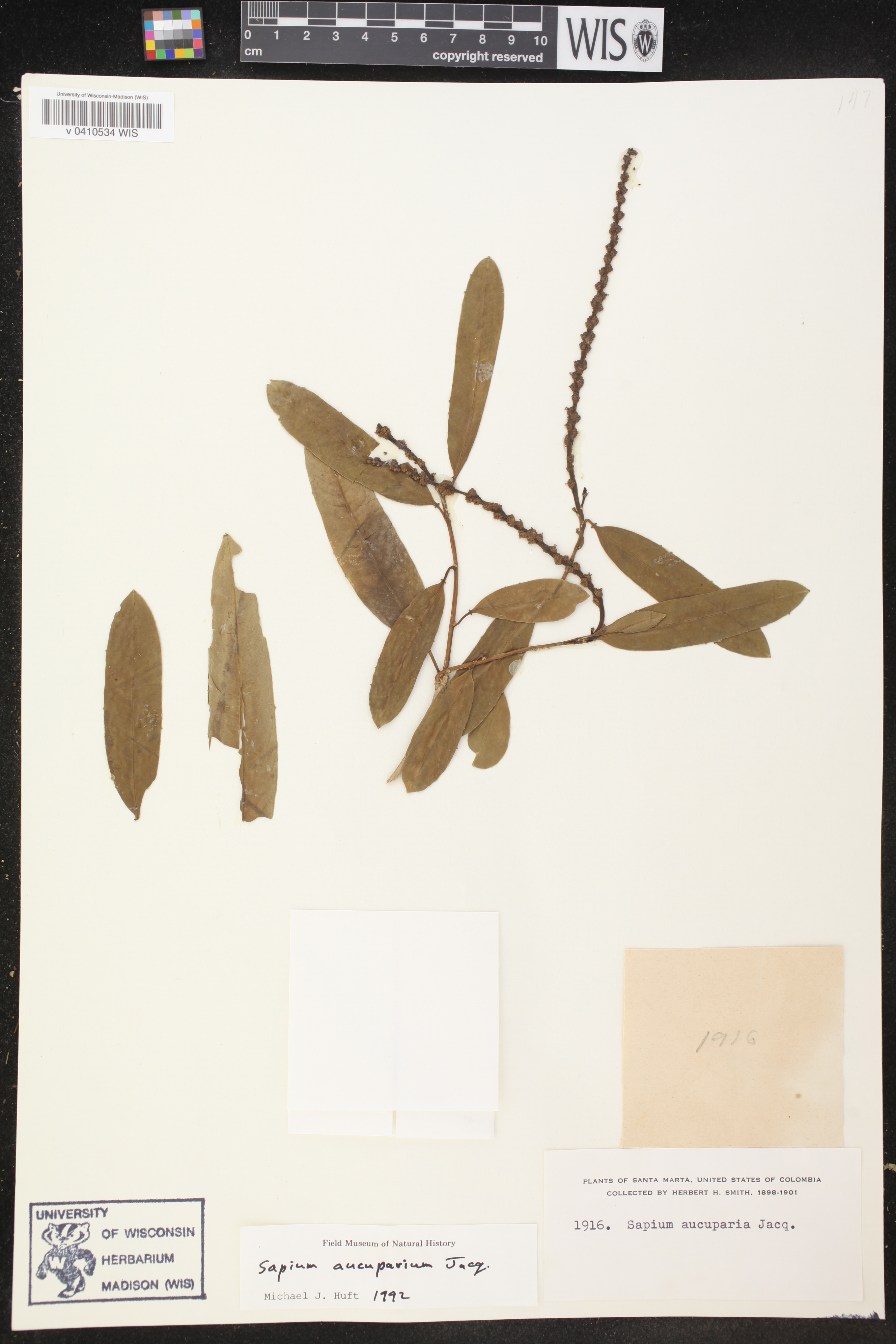 Sapium laurifolium image