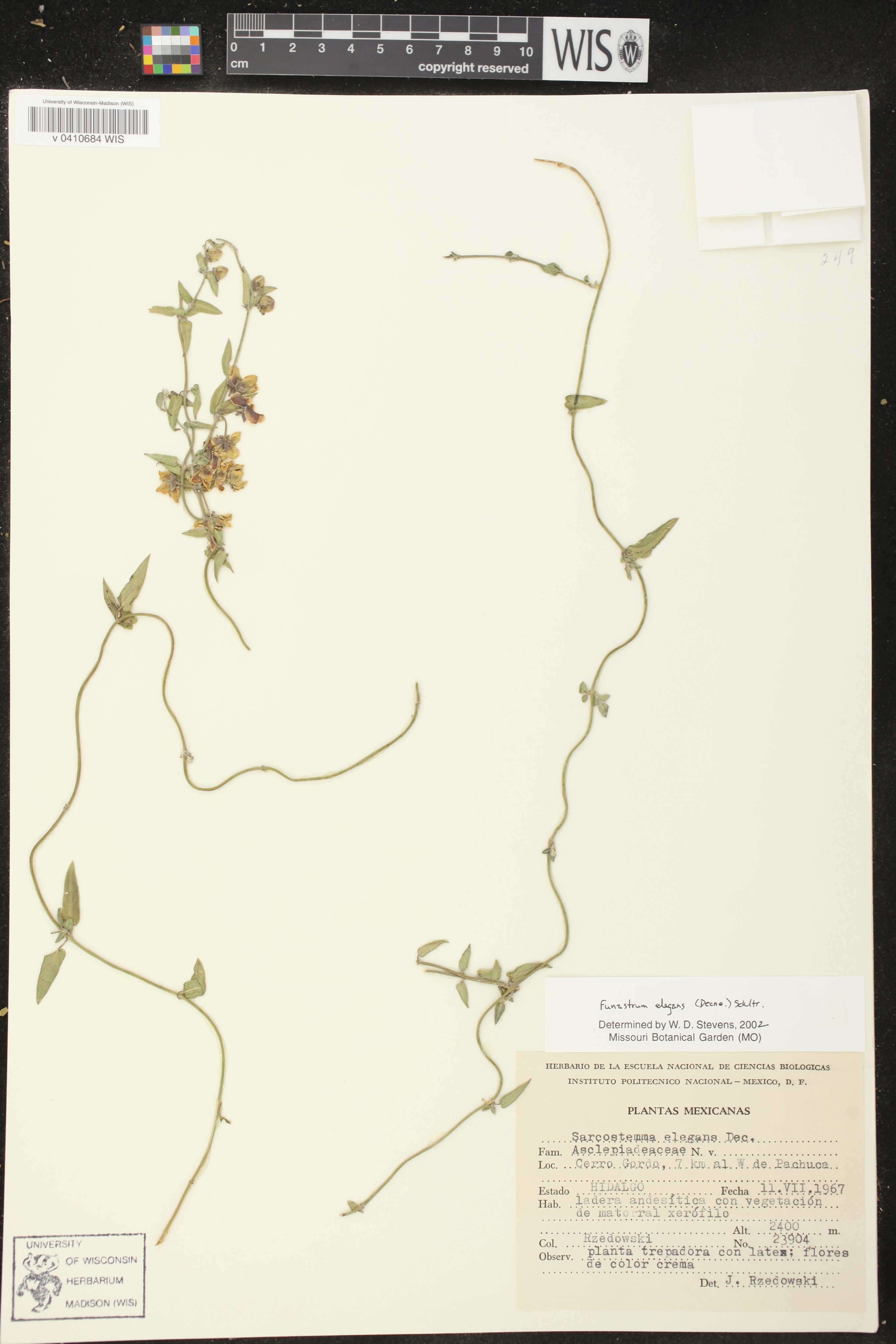Funastrum elegans image