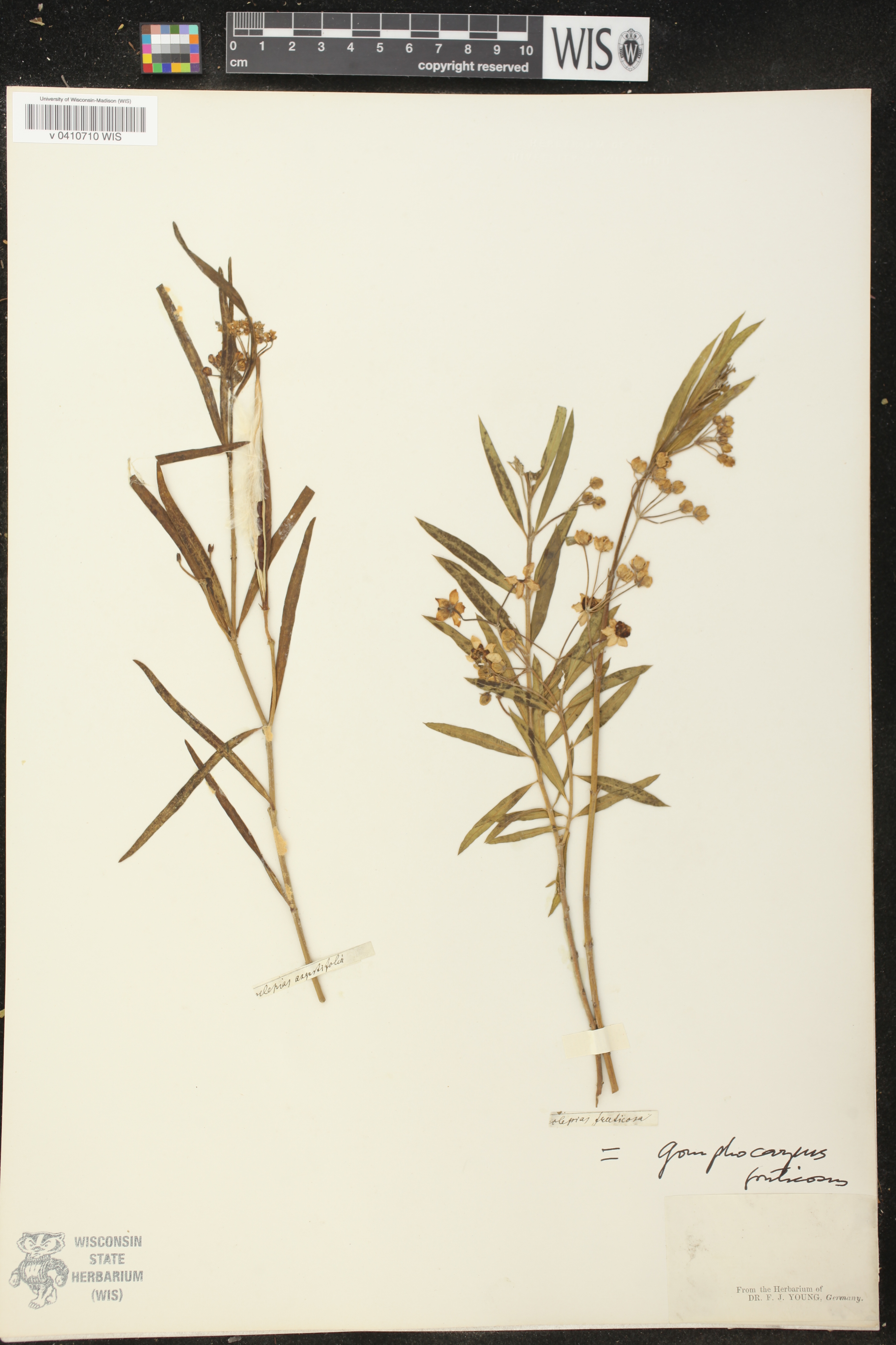Gomphocarpus fruticosus image
