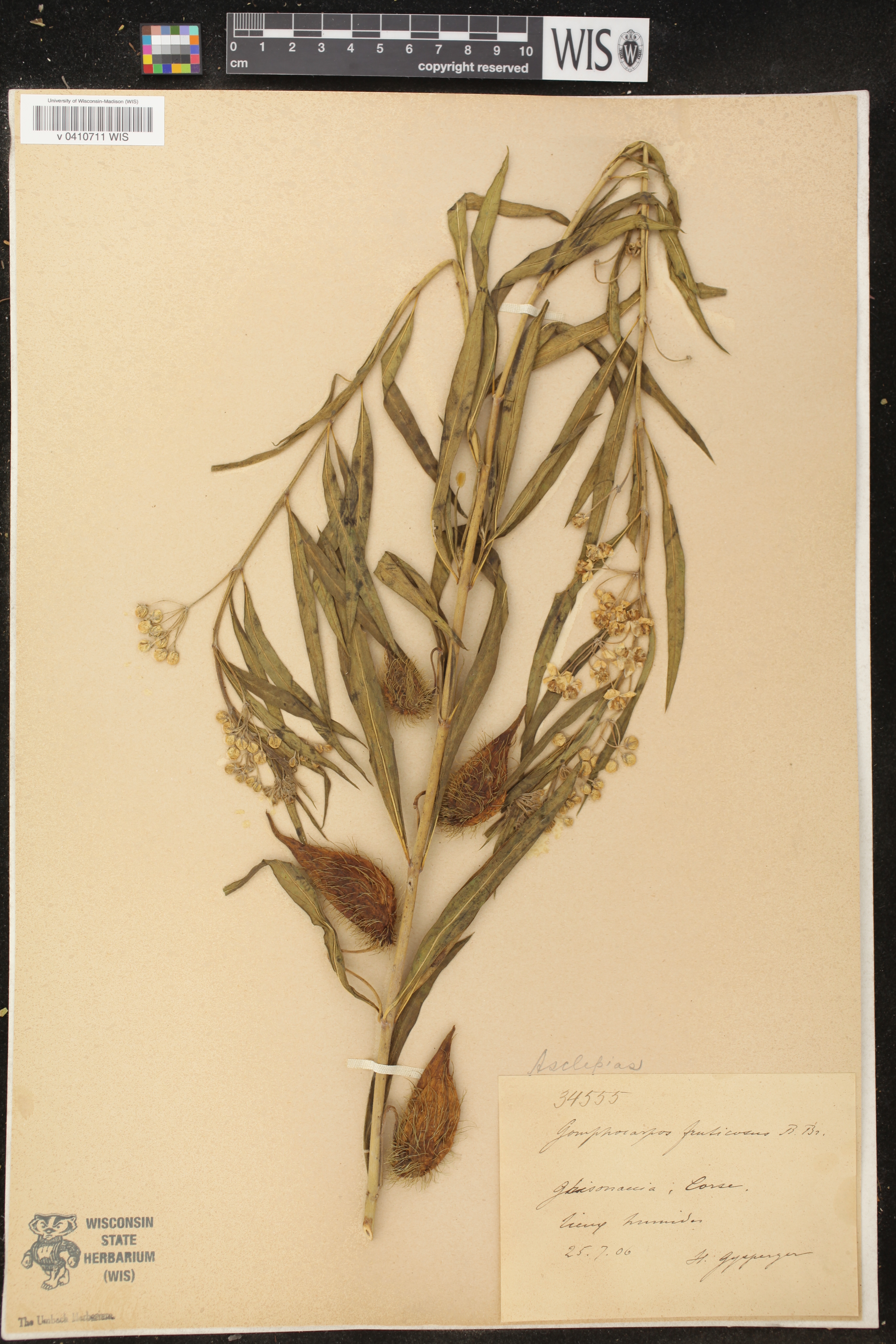 Gomphocarpus fruticosus image