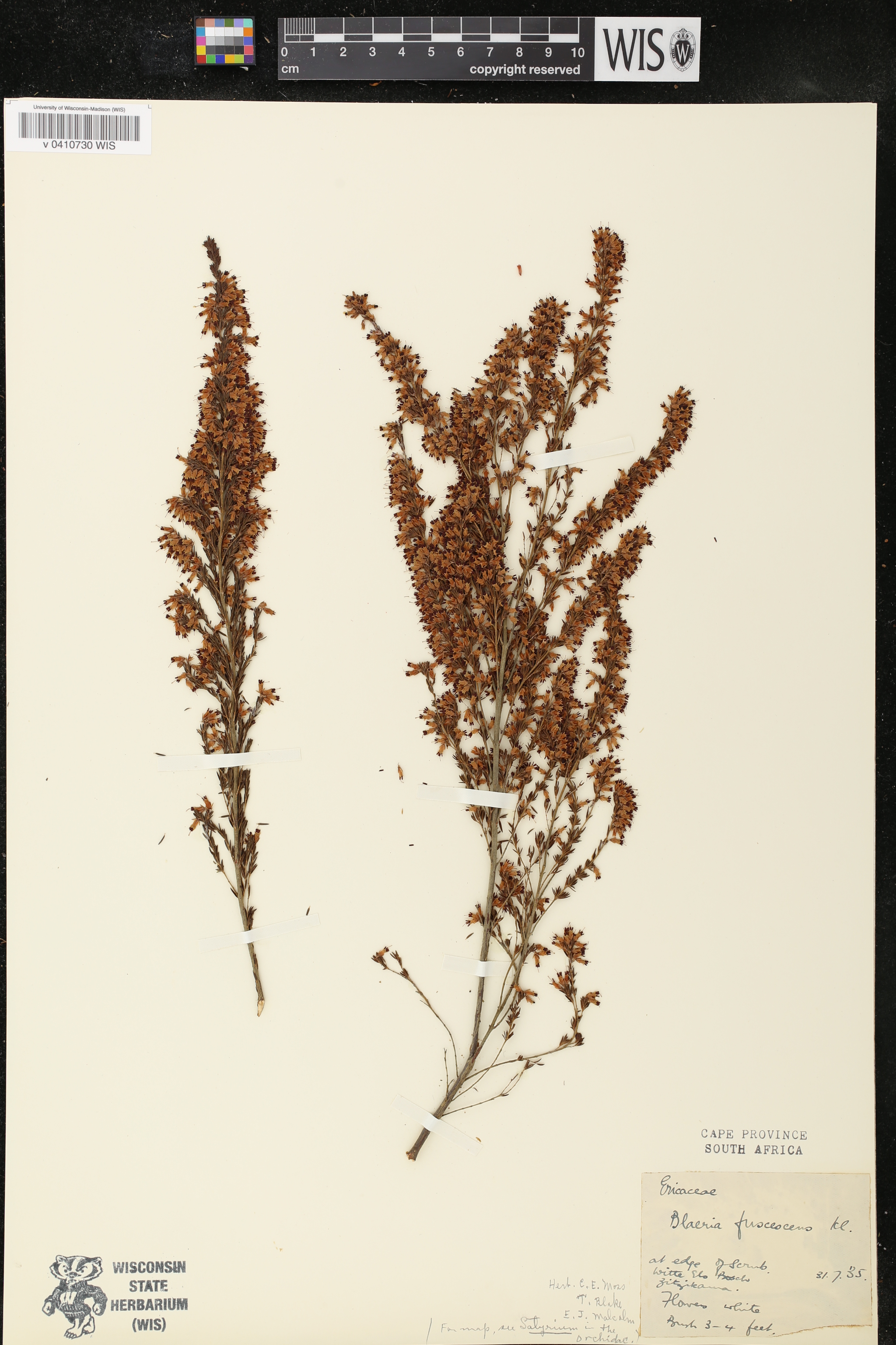 Erica fuscescens image