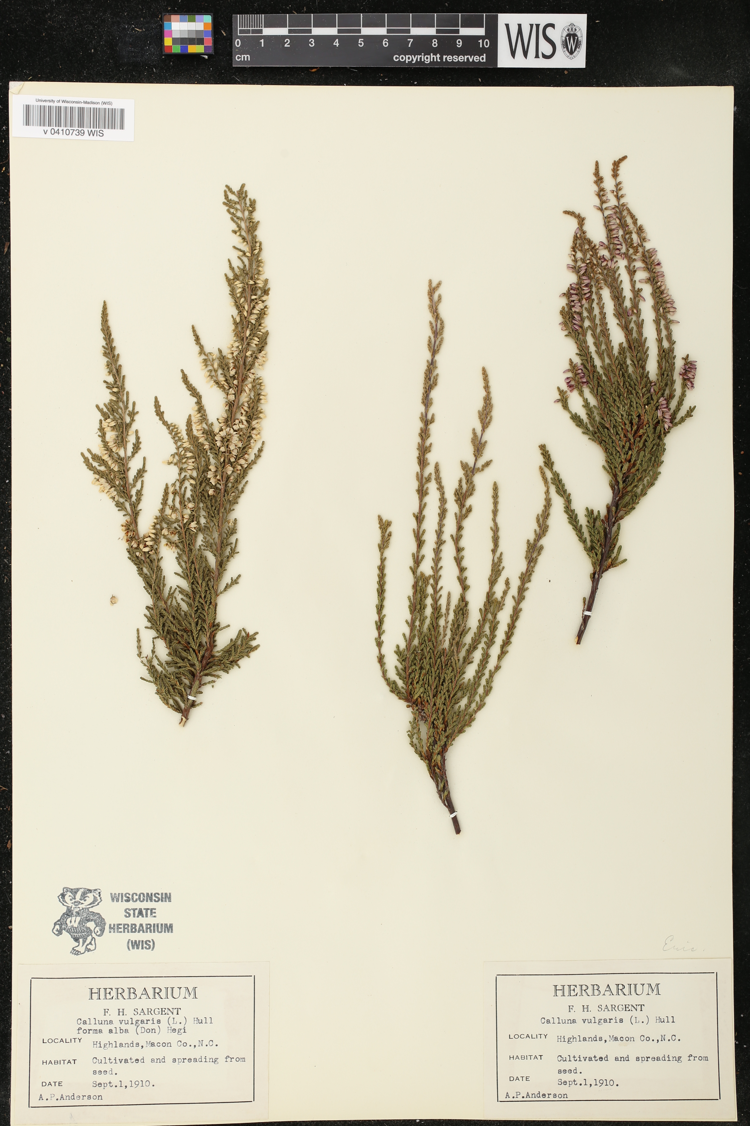 Calluna vulgaris image