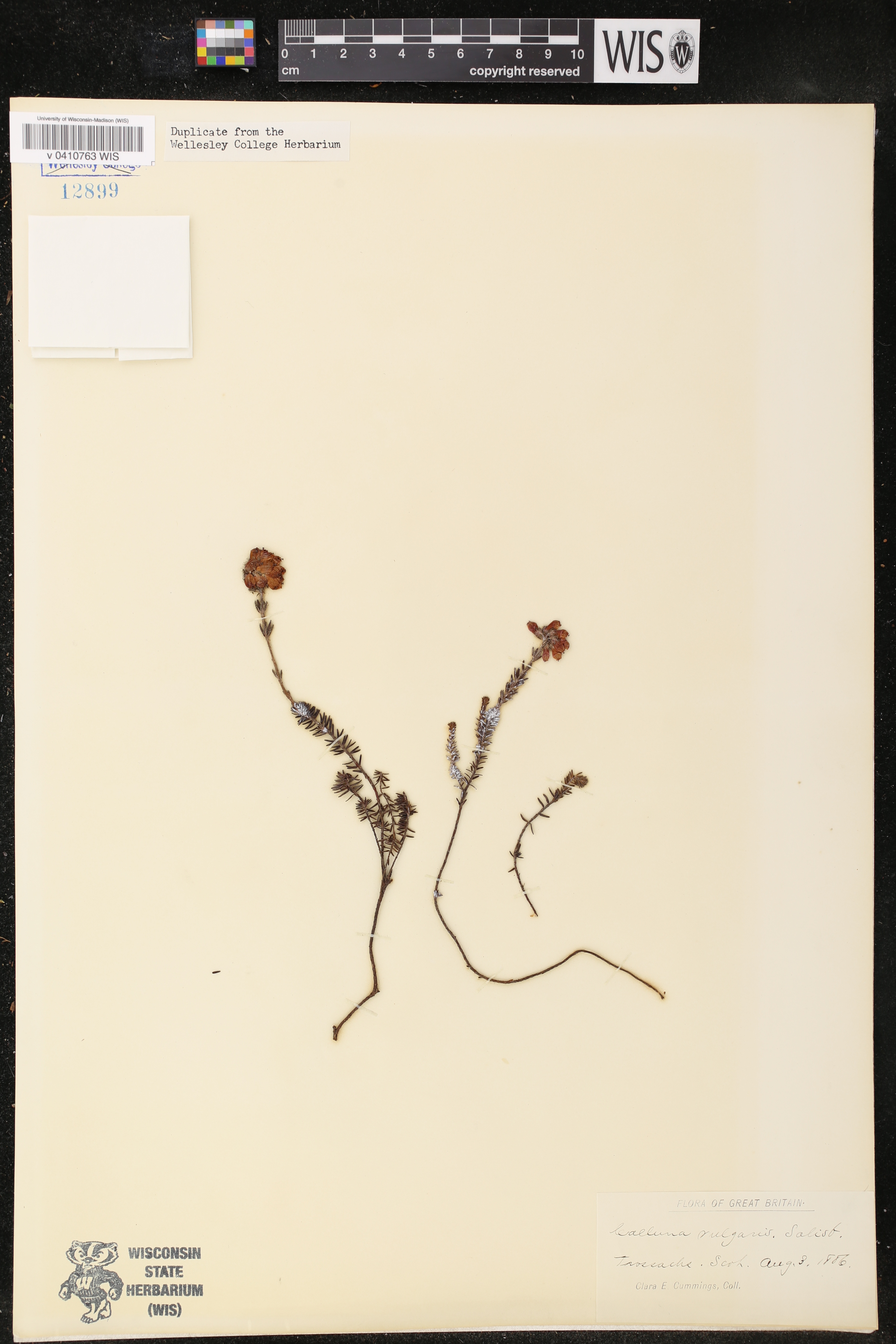 Calluna vulgaris image