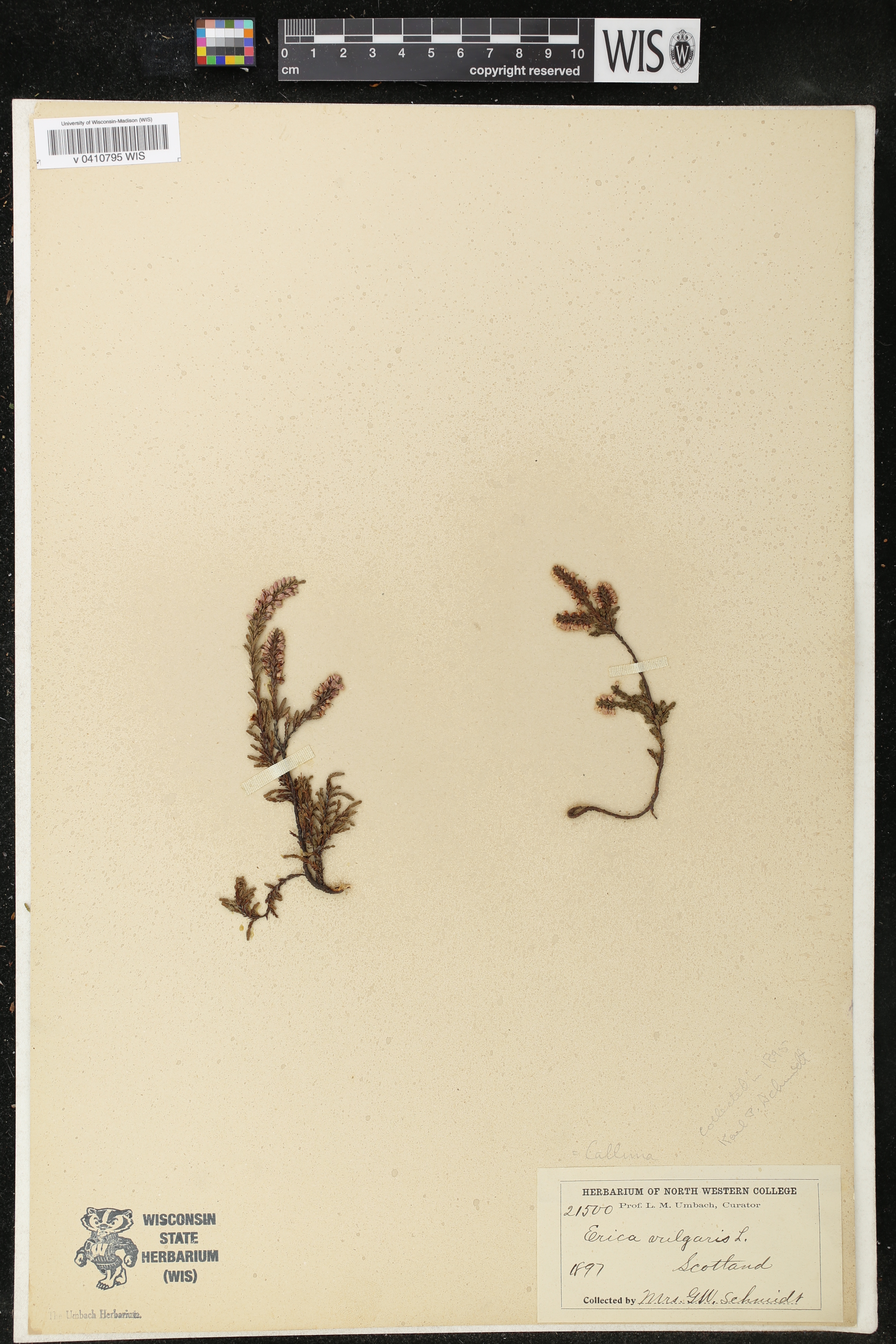 Calluna vulgaris image