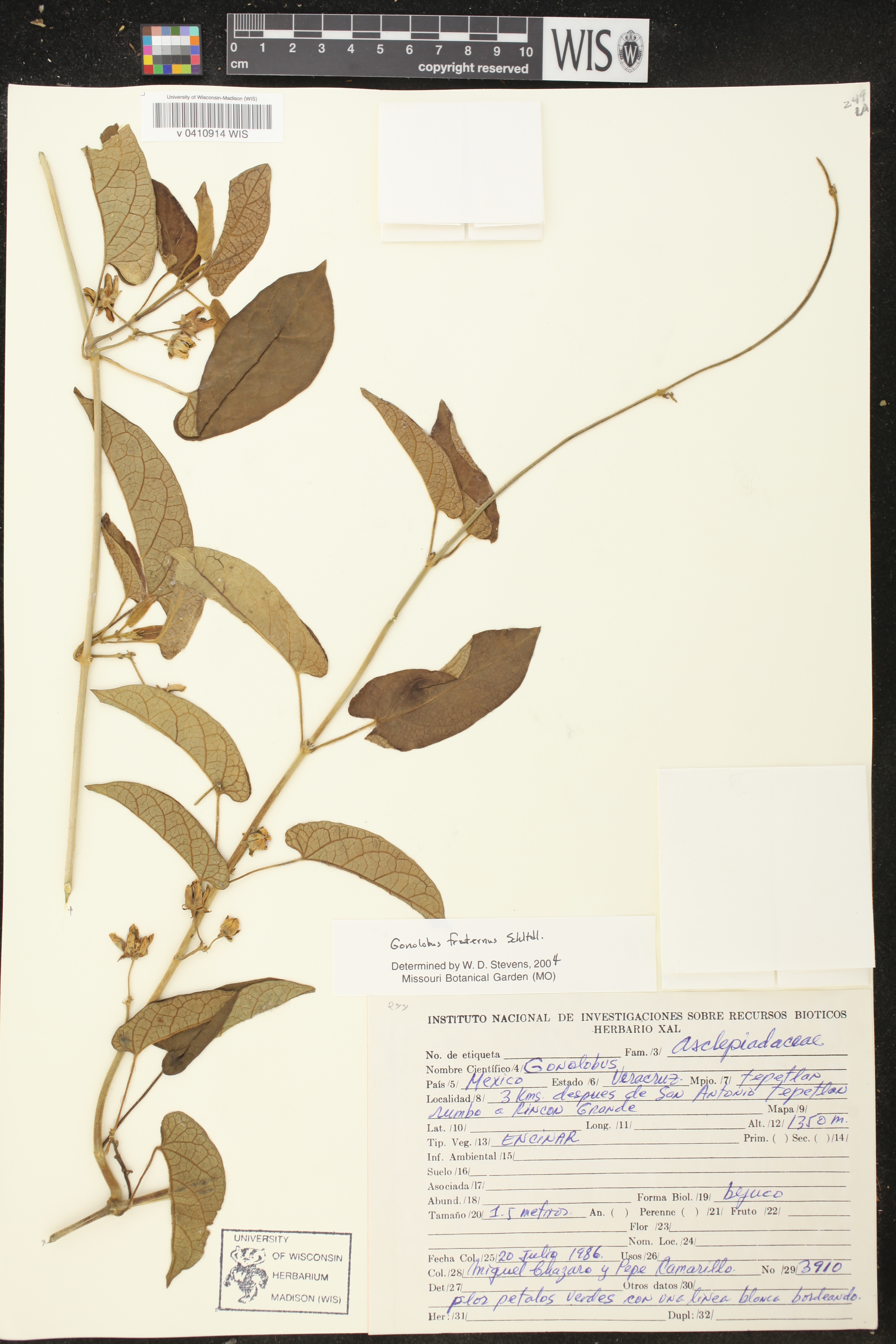 Gonolobus fraternus image