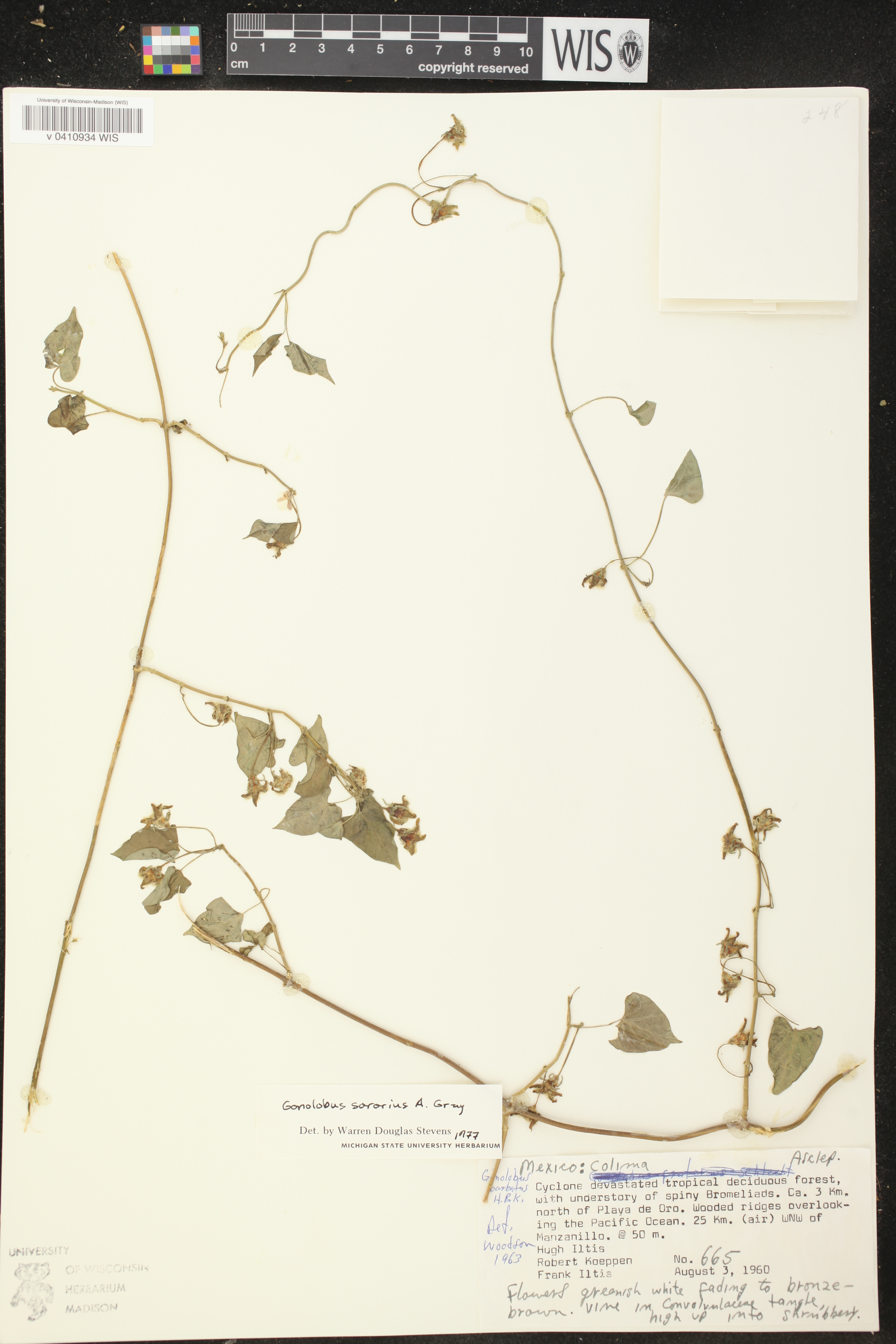 Gonolobus sororius image