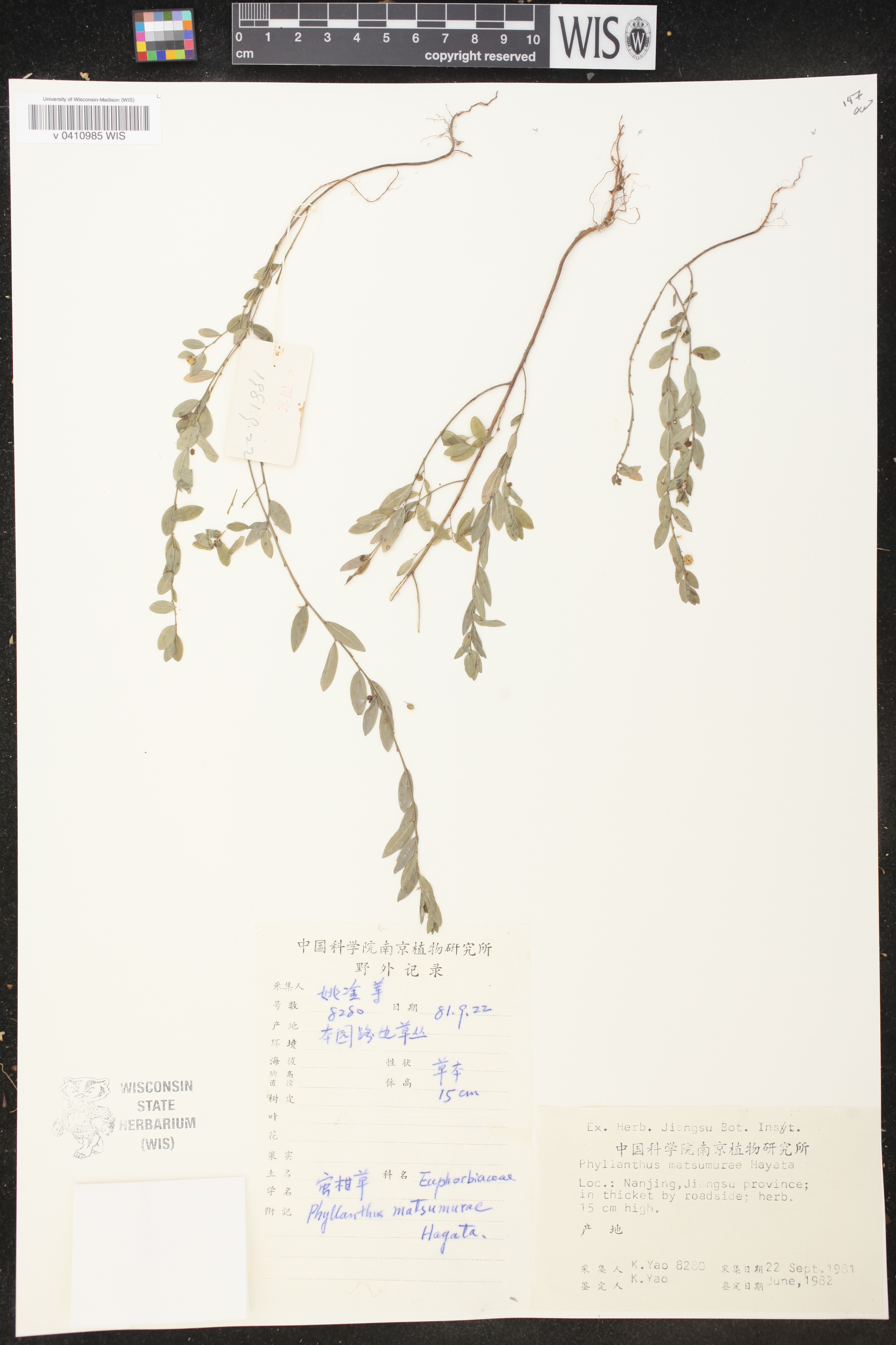 Phyllanthus ussuriensis image
