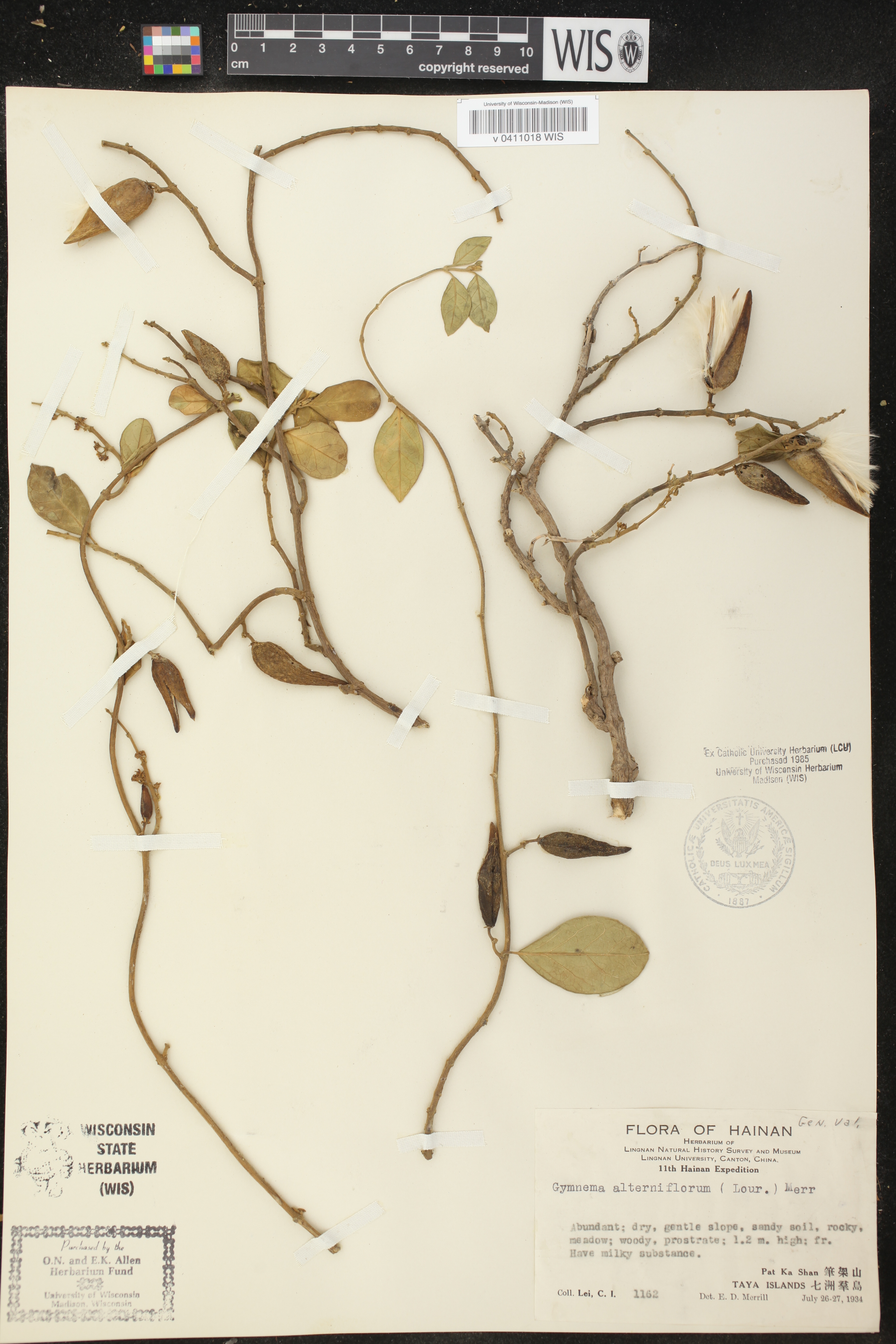 Gymnema alterniflorum image