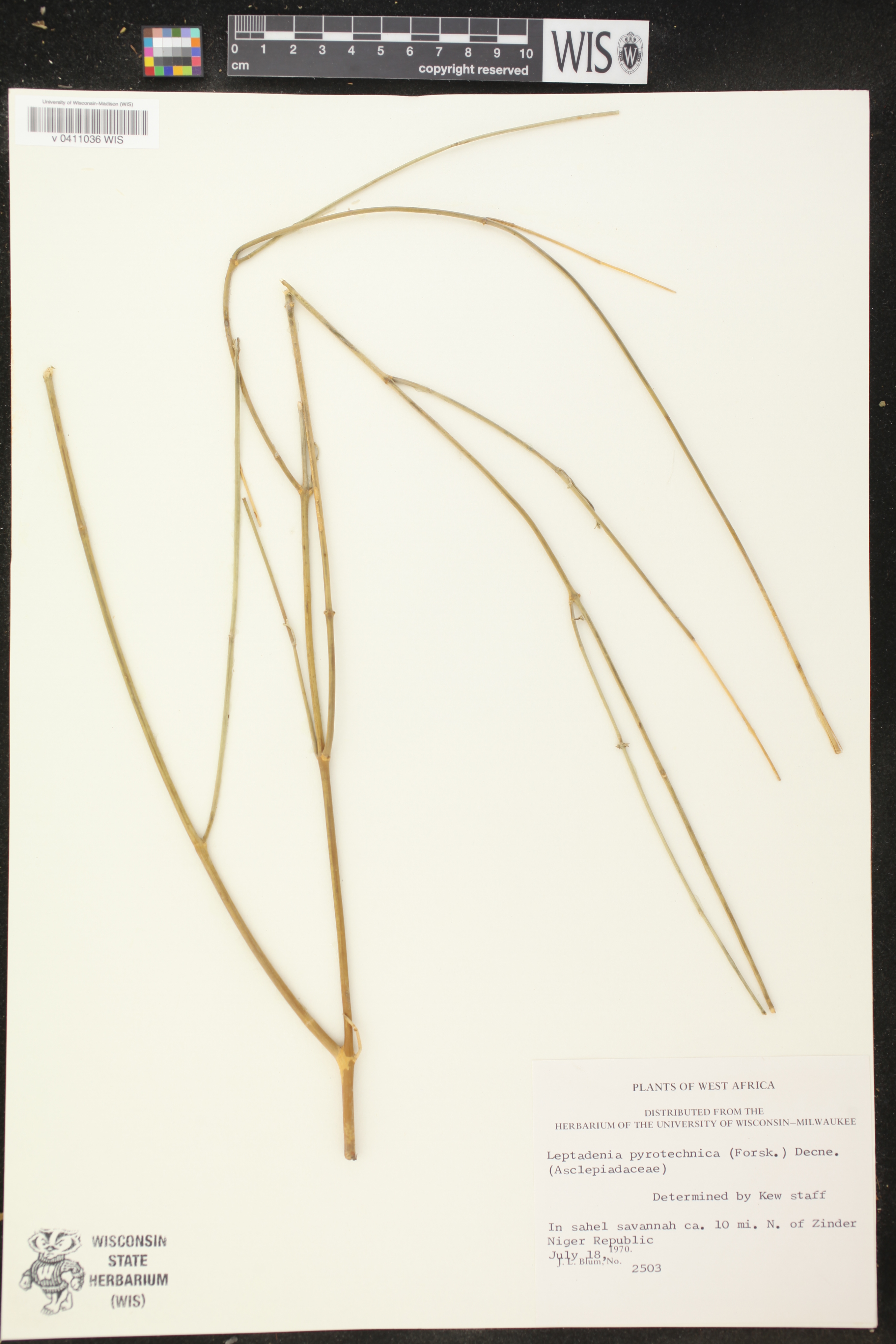 Leptadenia pyrotechnica image