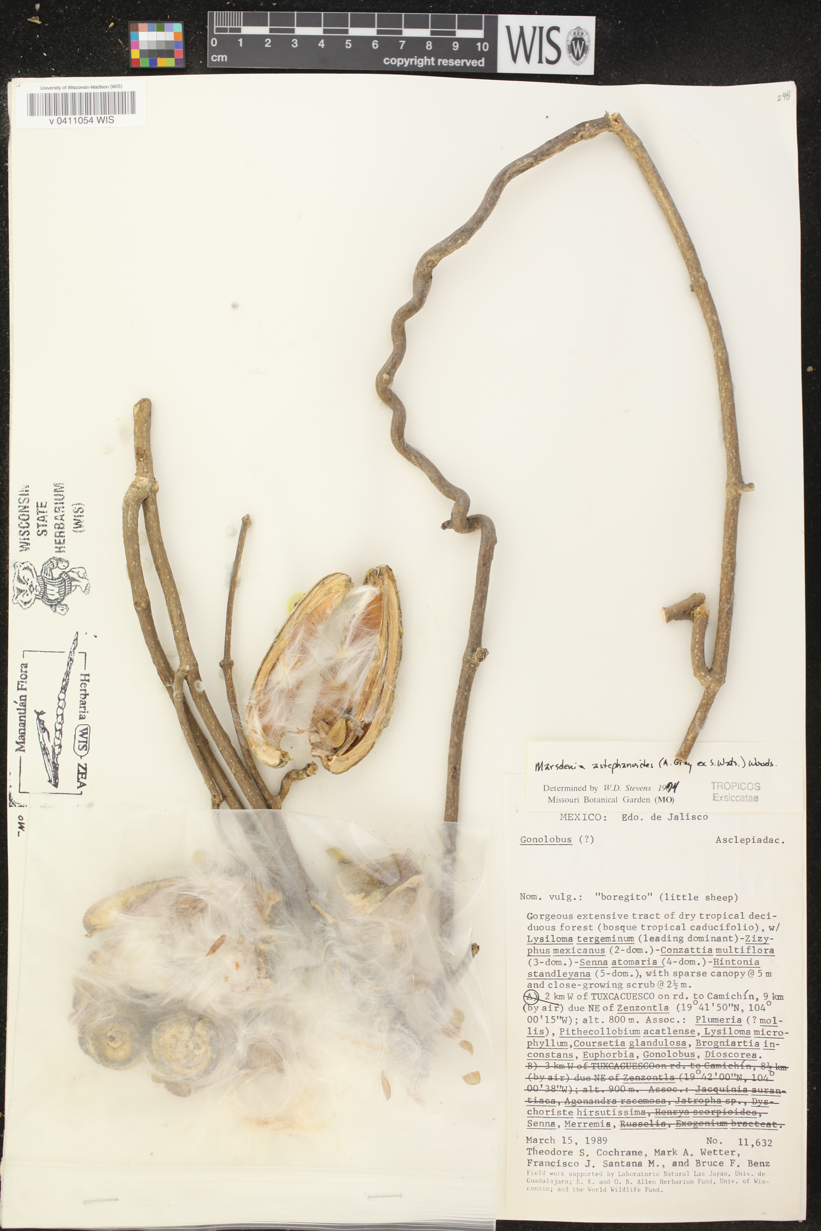Marsdenia astephanoides image
