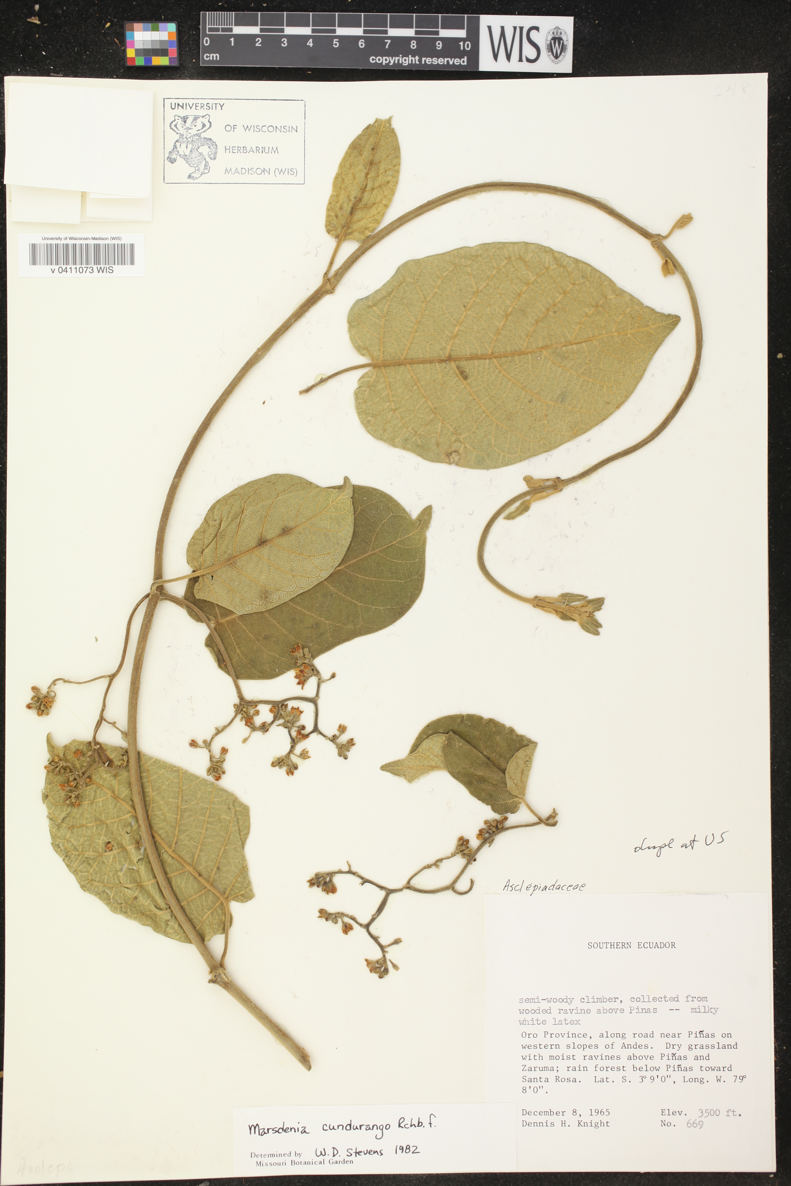 Marsdenia cundurango image