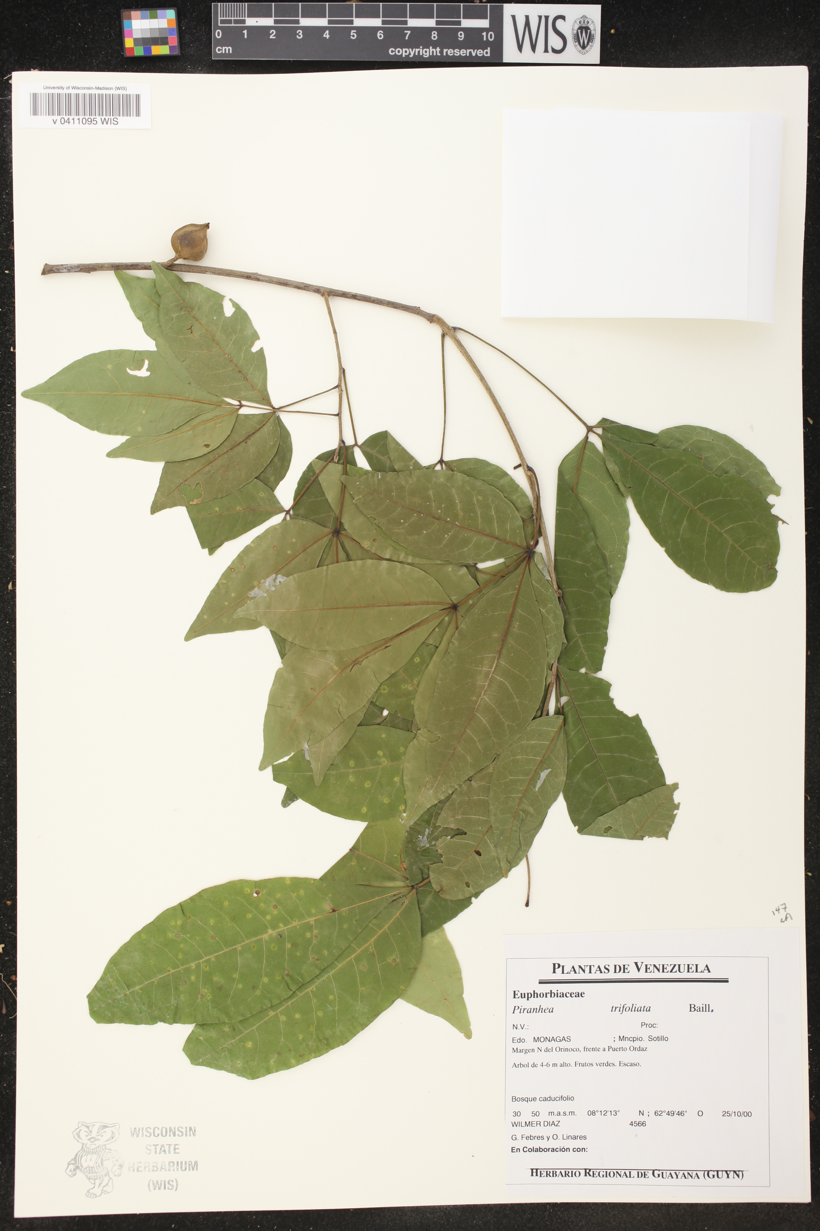 Piranhea trifoliata image