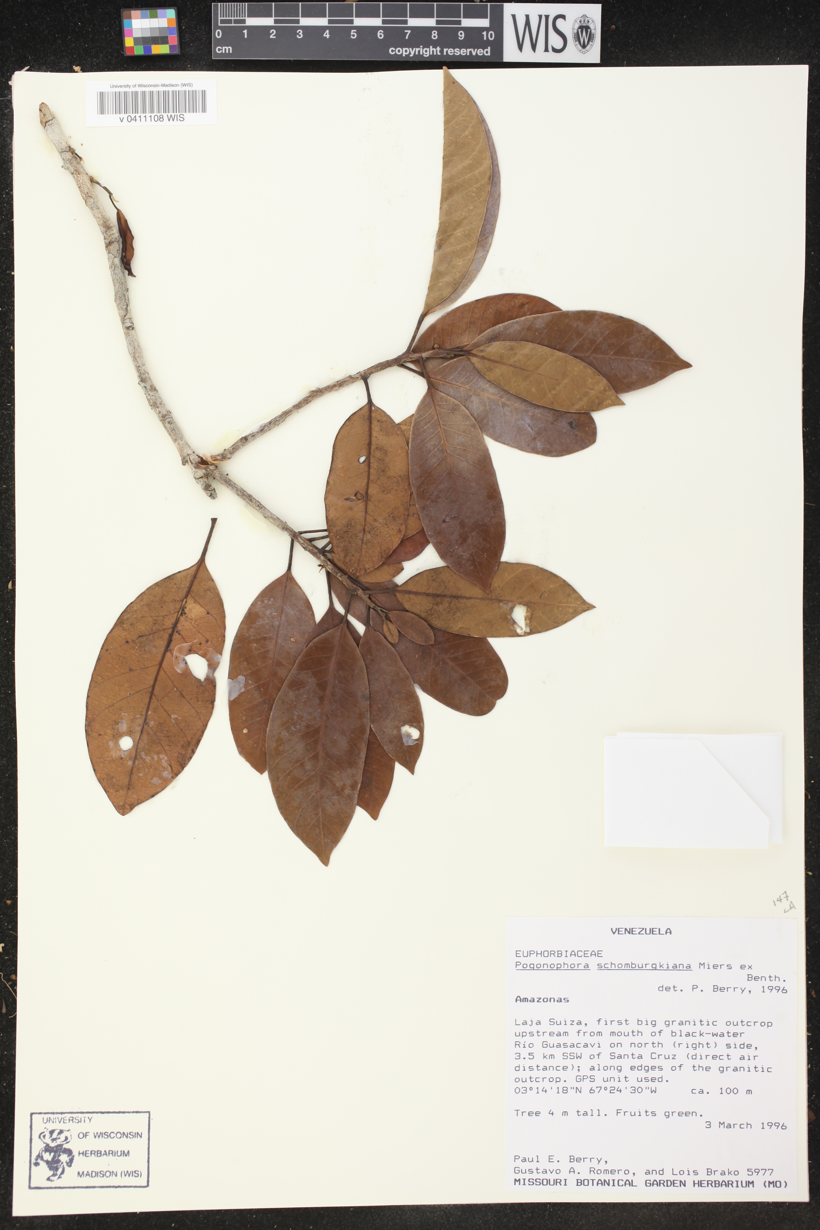 Peraceae image