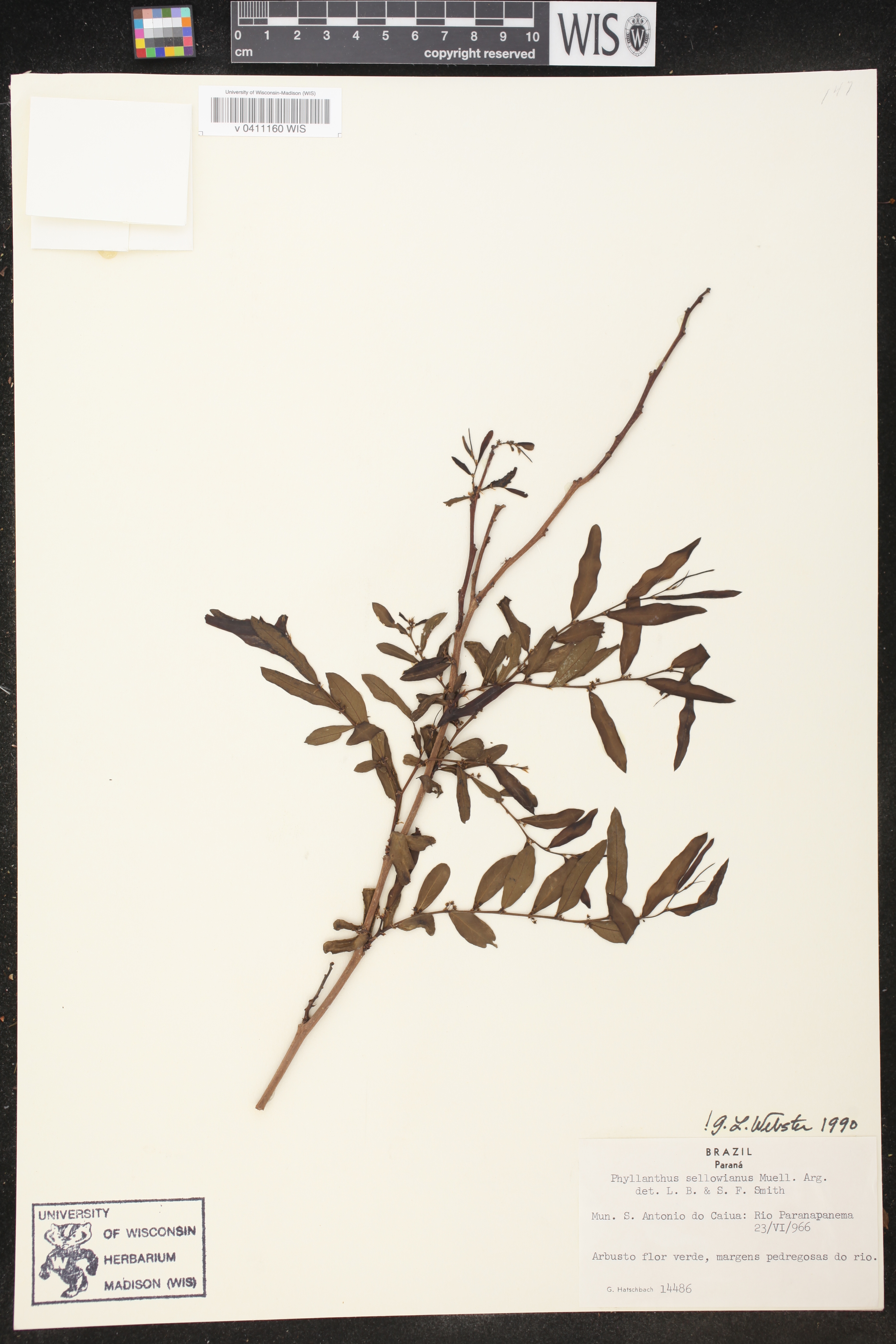 Phyllanthus sellowianus image
