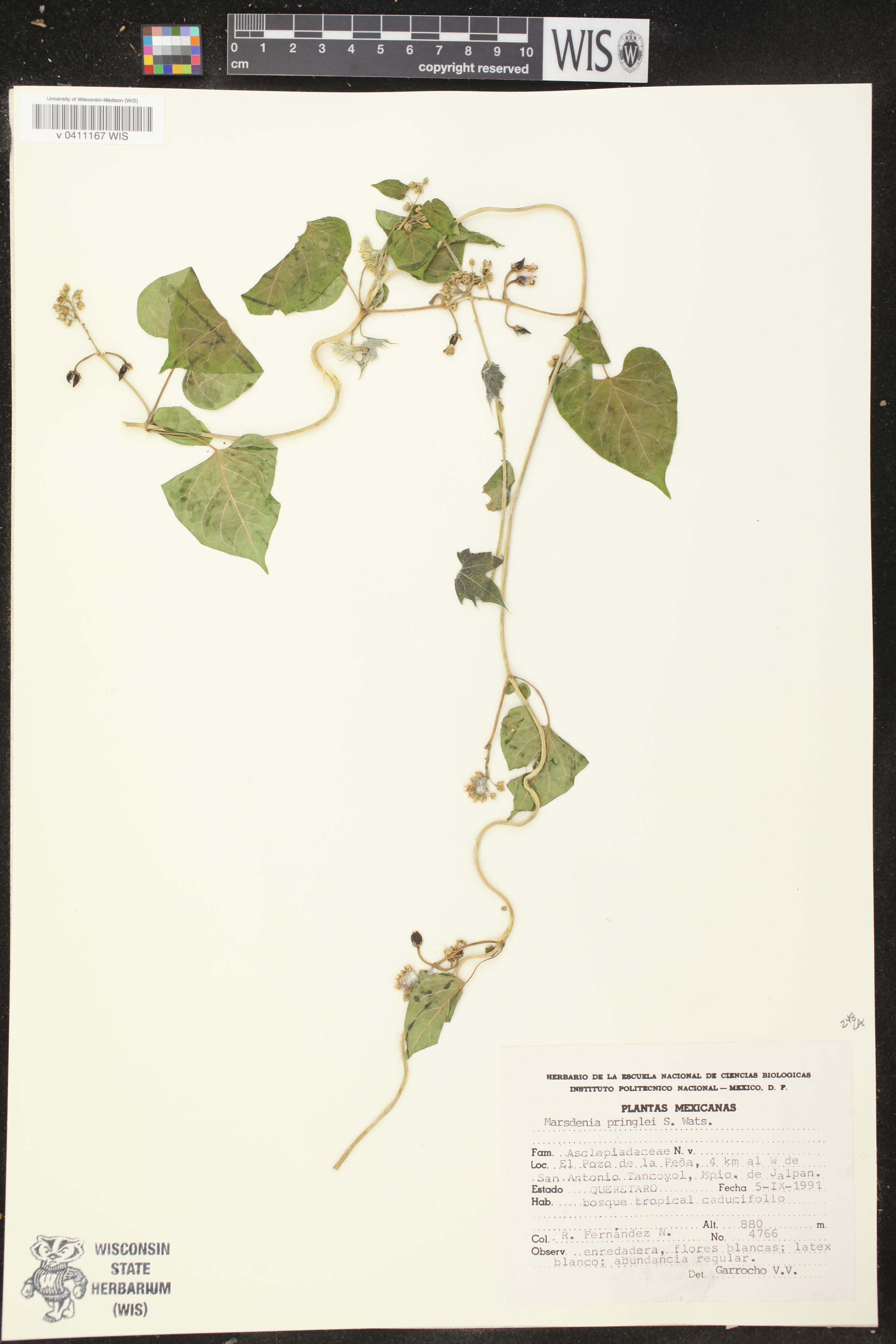 Marsdenia pringlei image