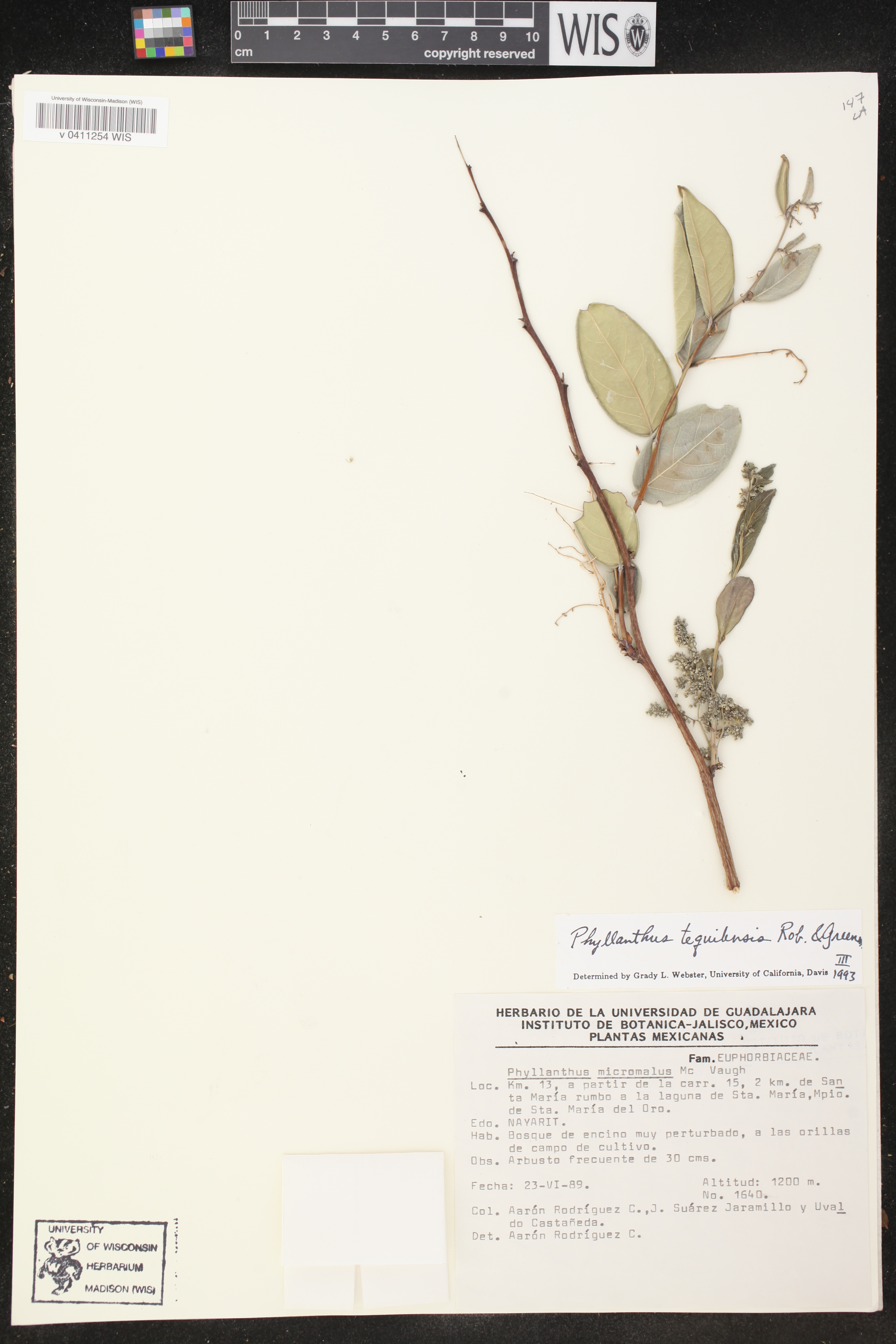 Phyllanthus tequilensis image
