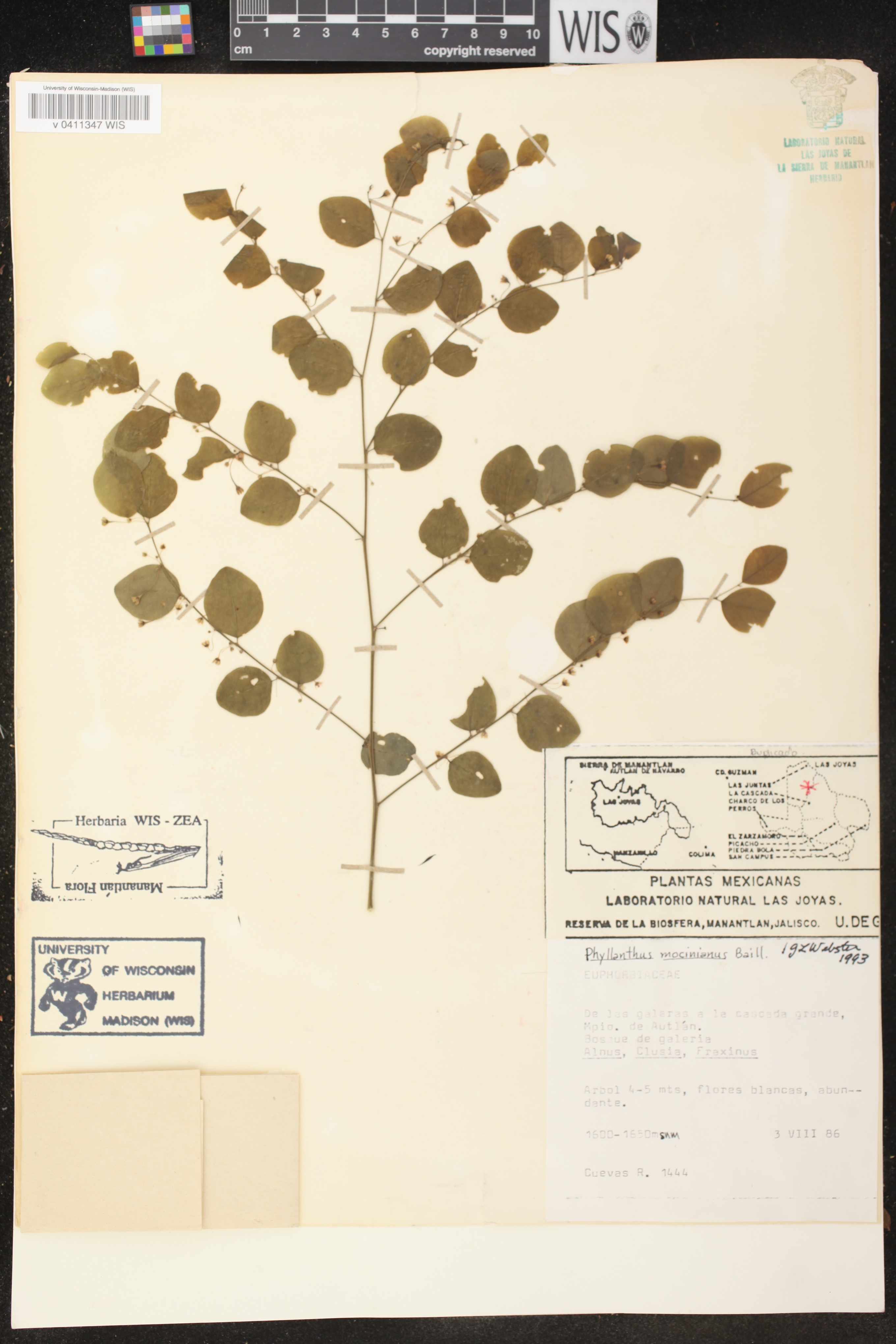 Phyllanthus mocinianus image