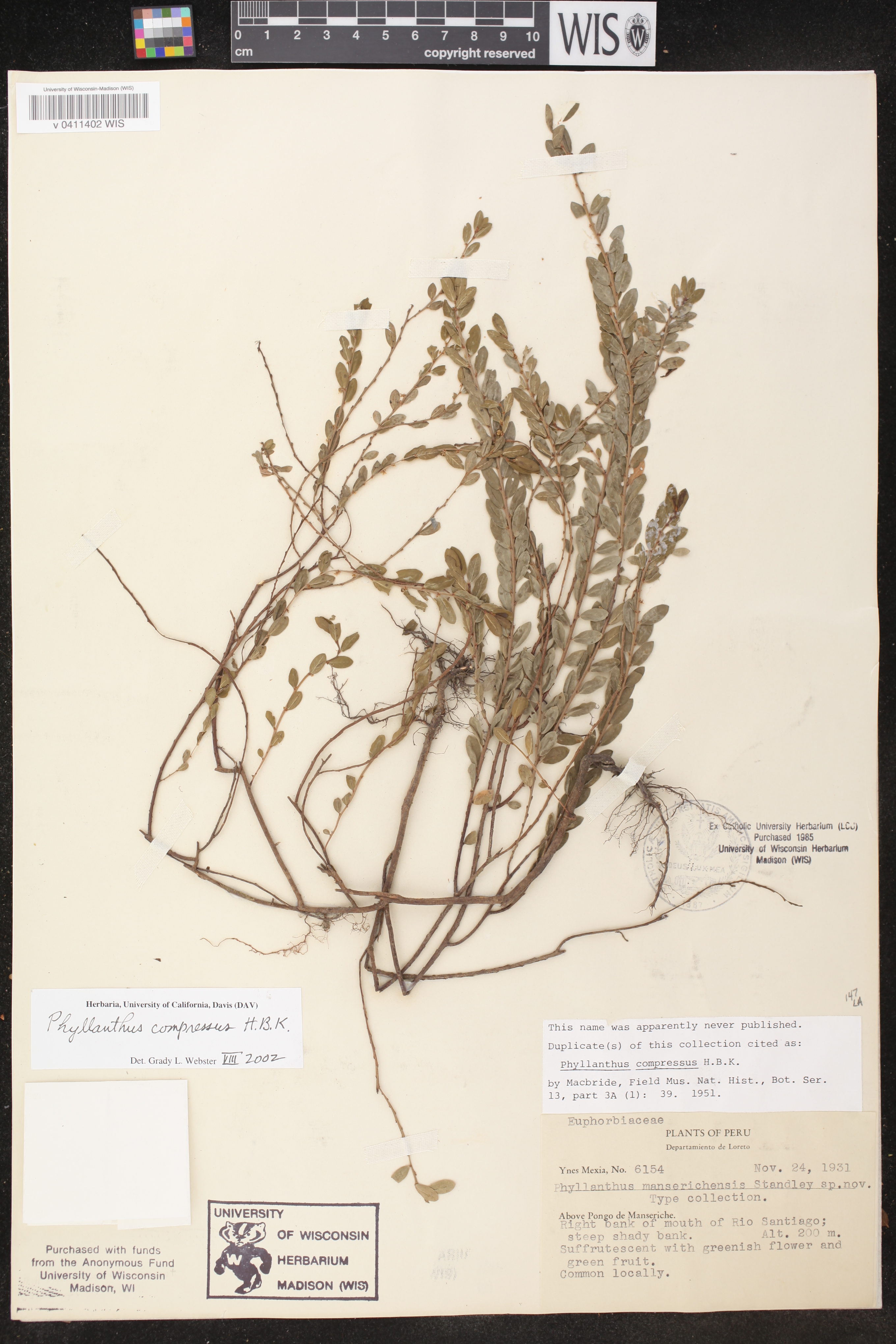 Phyllanthus compressus image