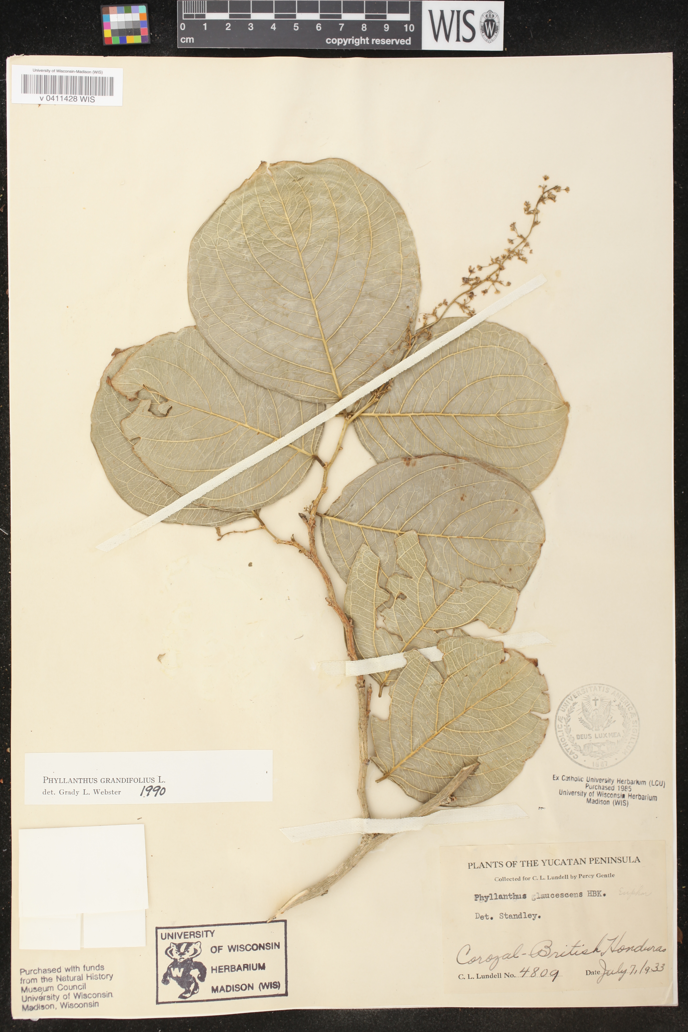 Phyllanthus grandifolius image