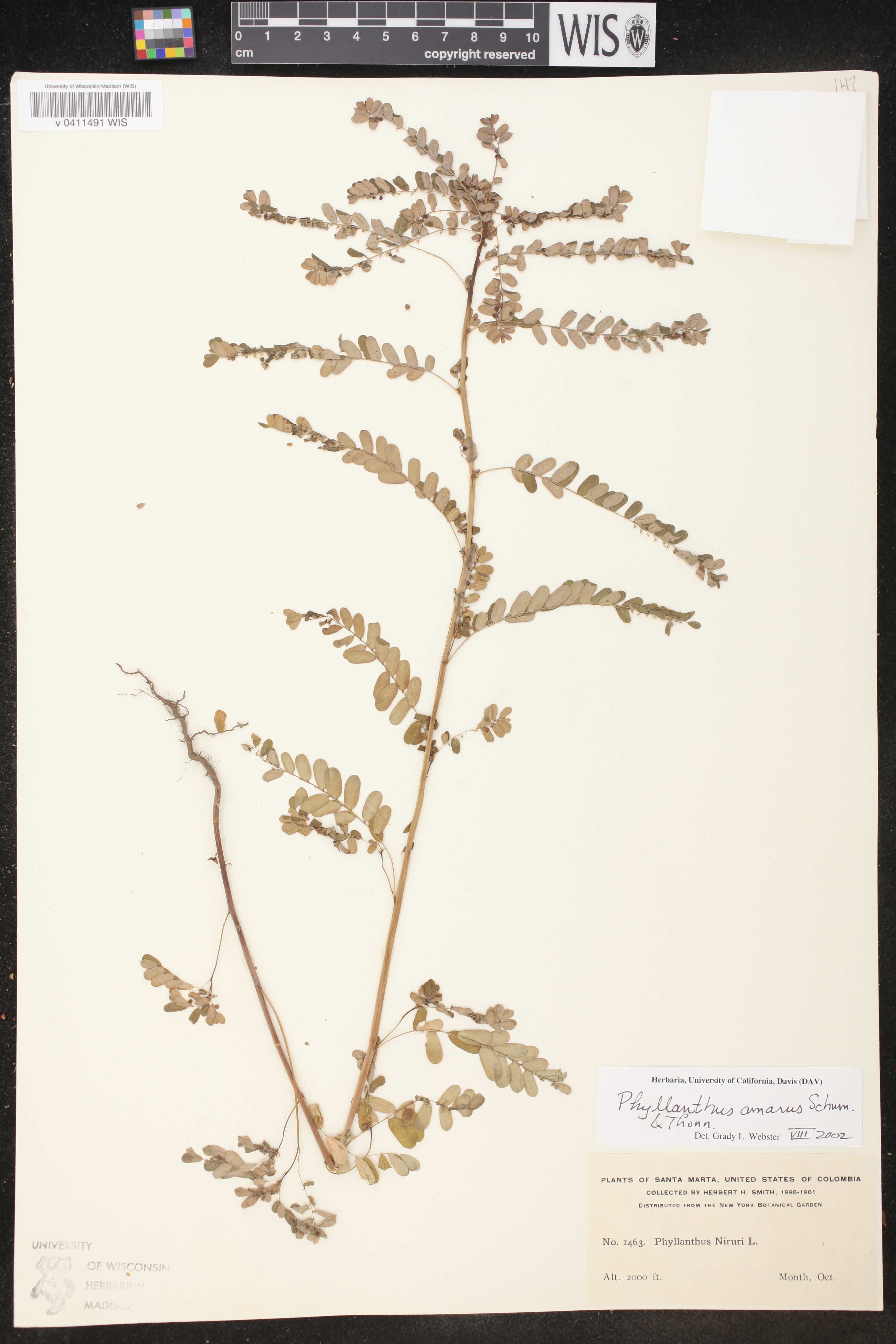 Phyllanthus amarus image