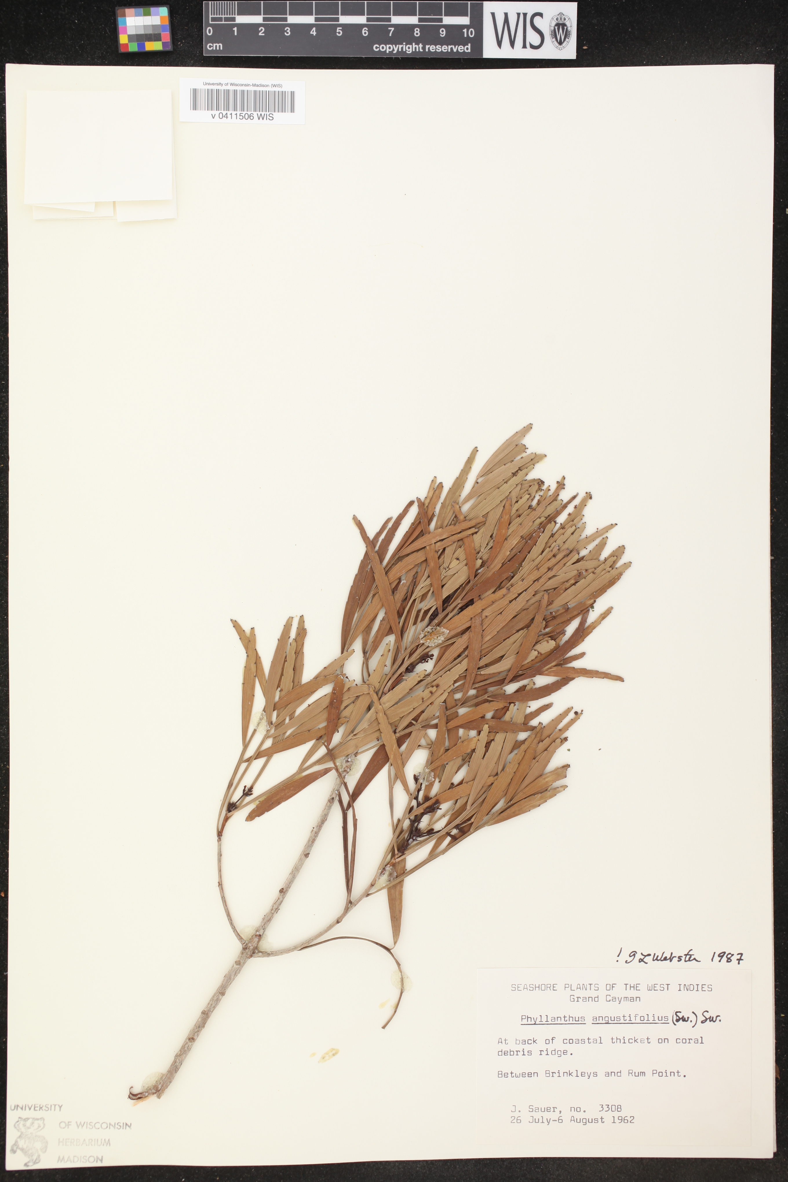 Phyllanthus angustifolius image
