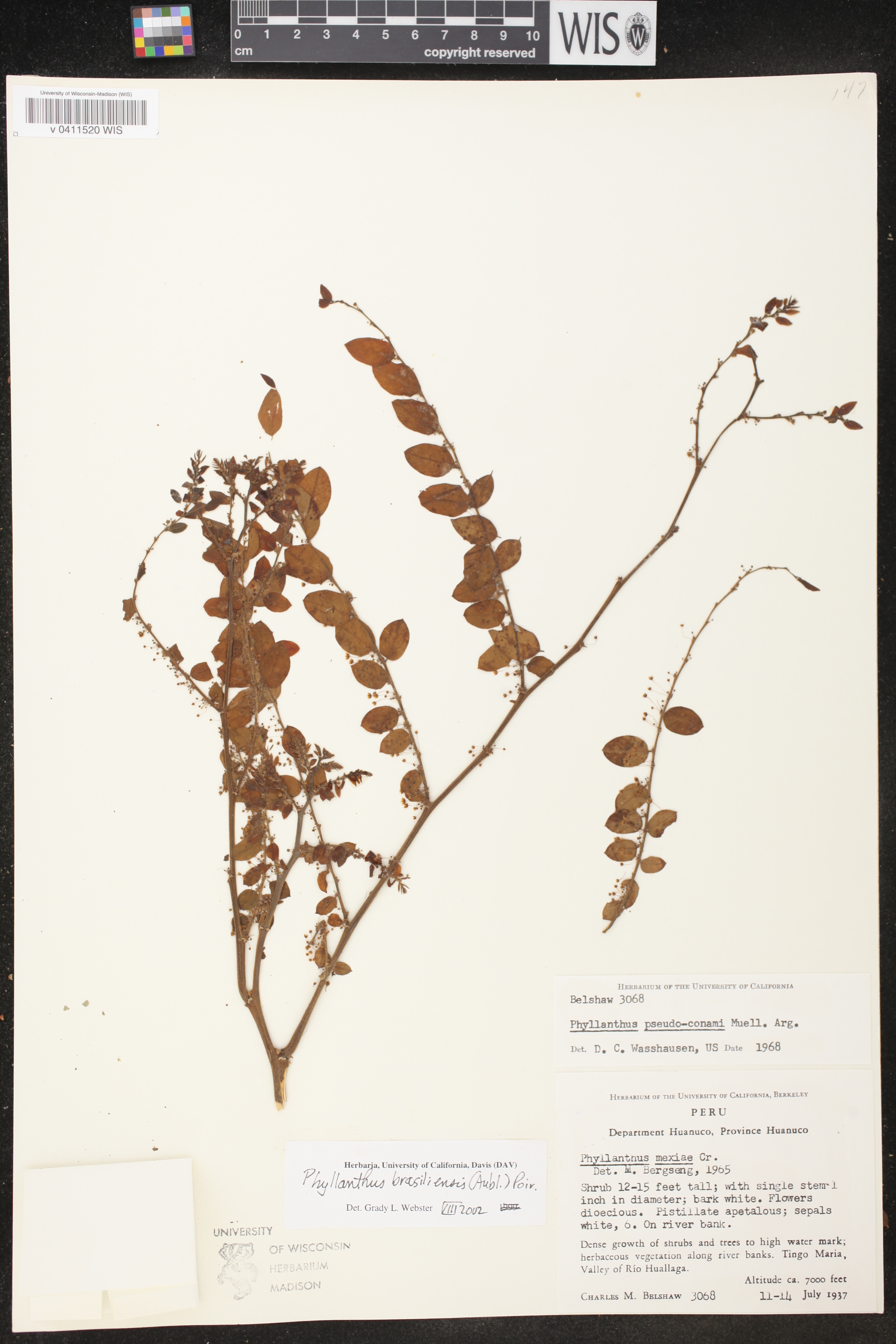 Phyllanthus brasiliensis image
