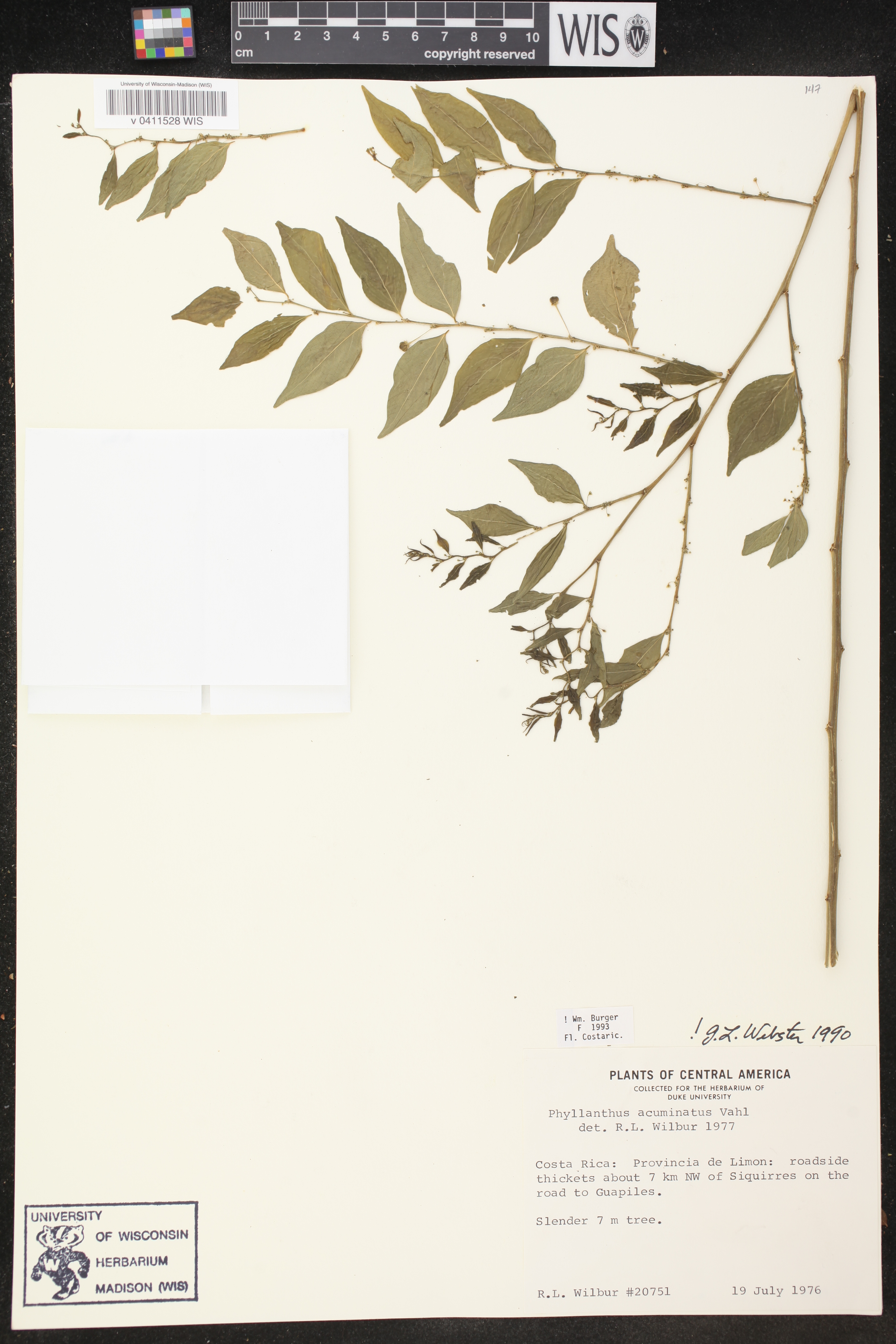 Phyllanthus acuminatus image