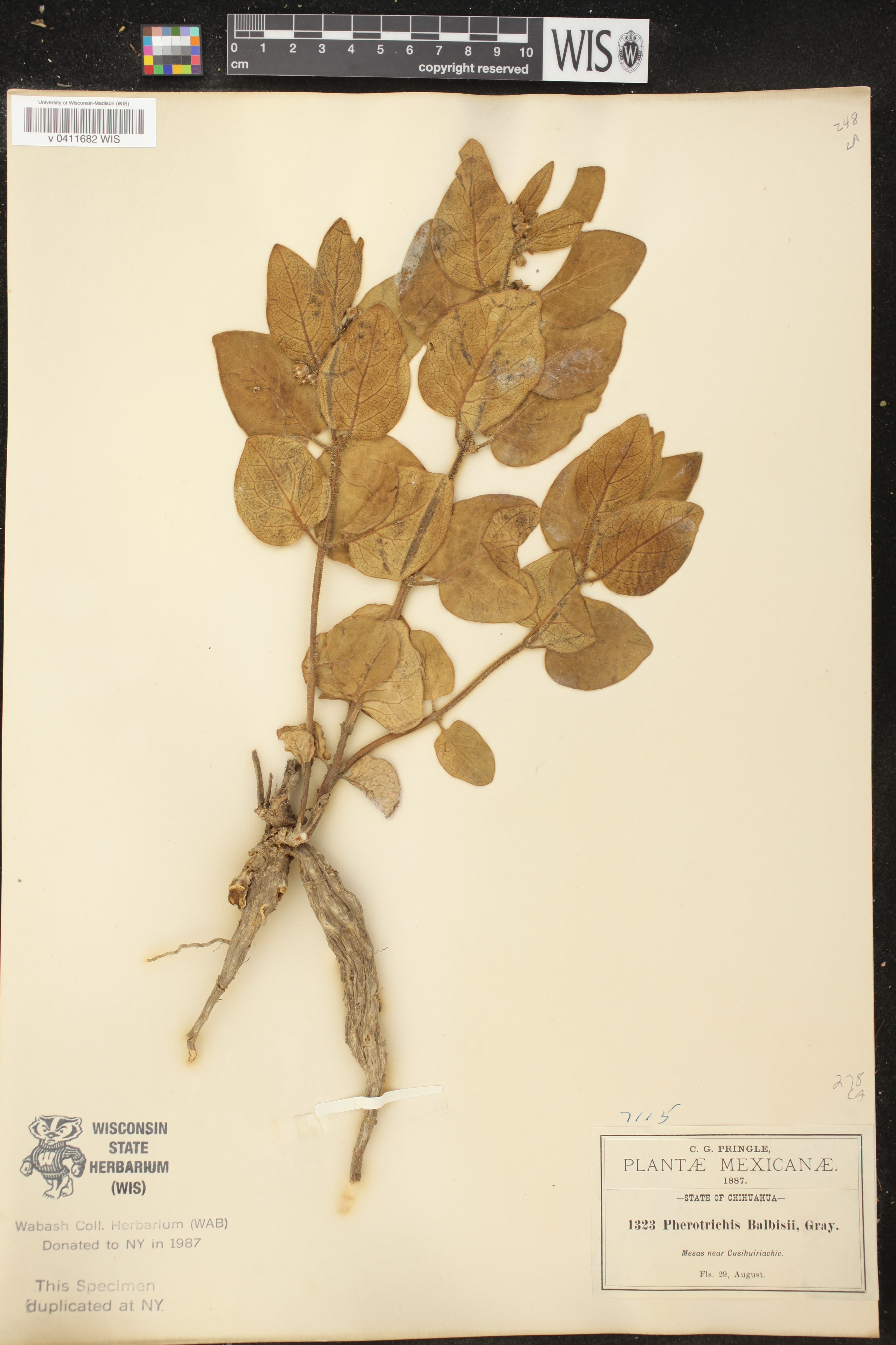 Matelea balbisii image