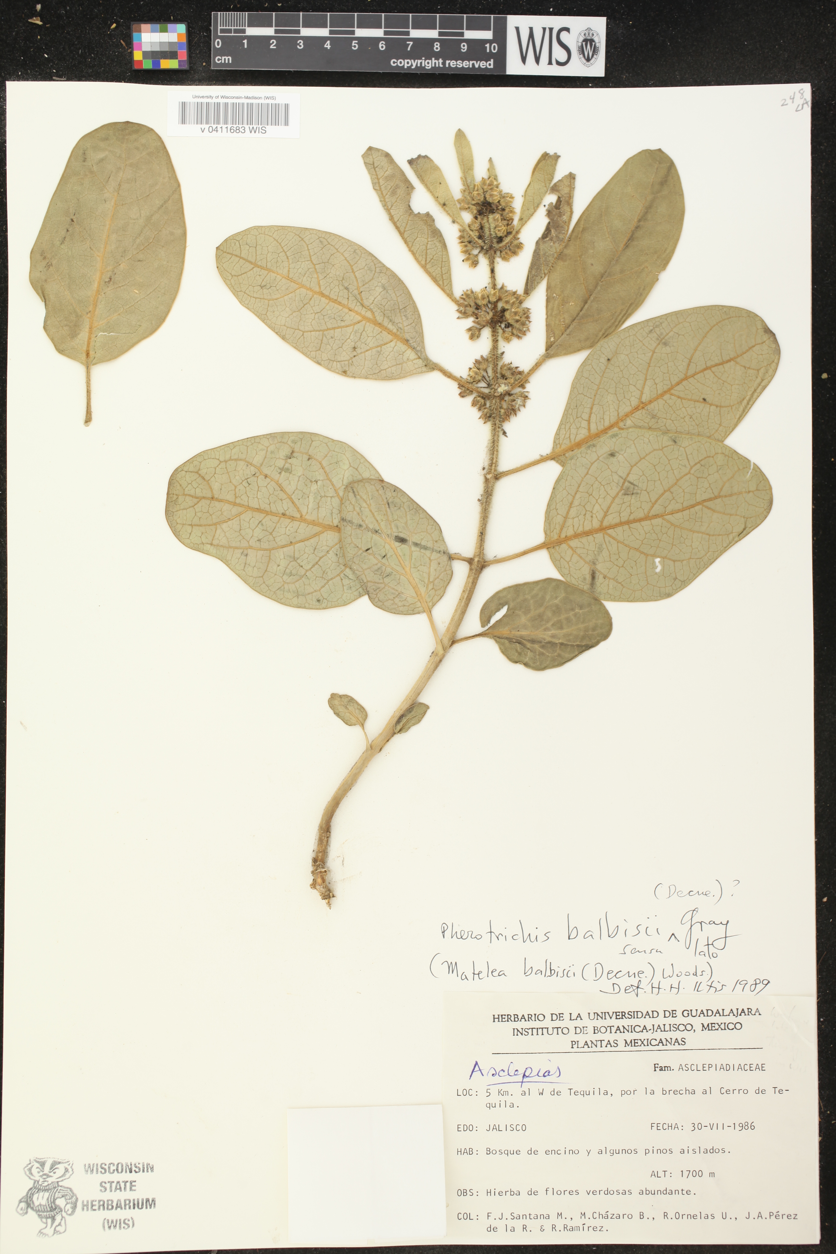 Matelea balbisii image