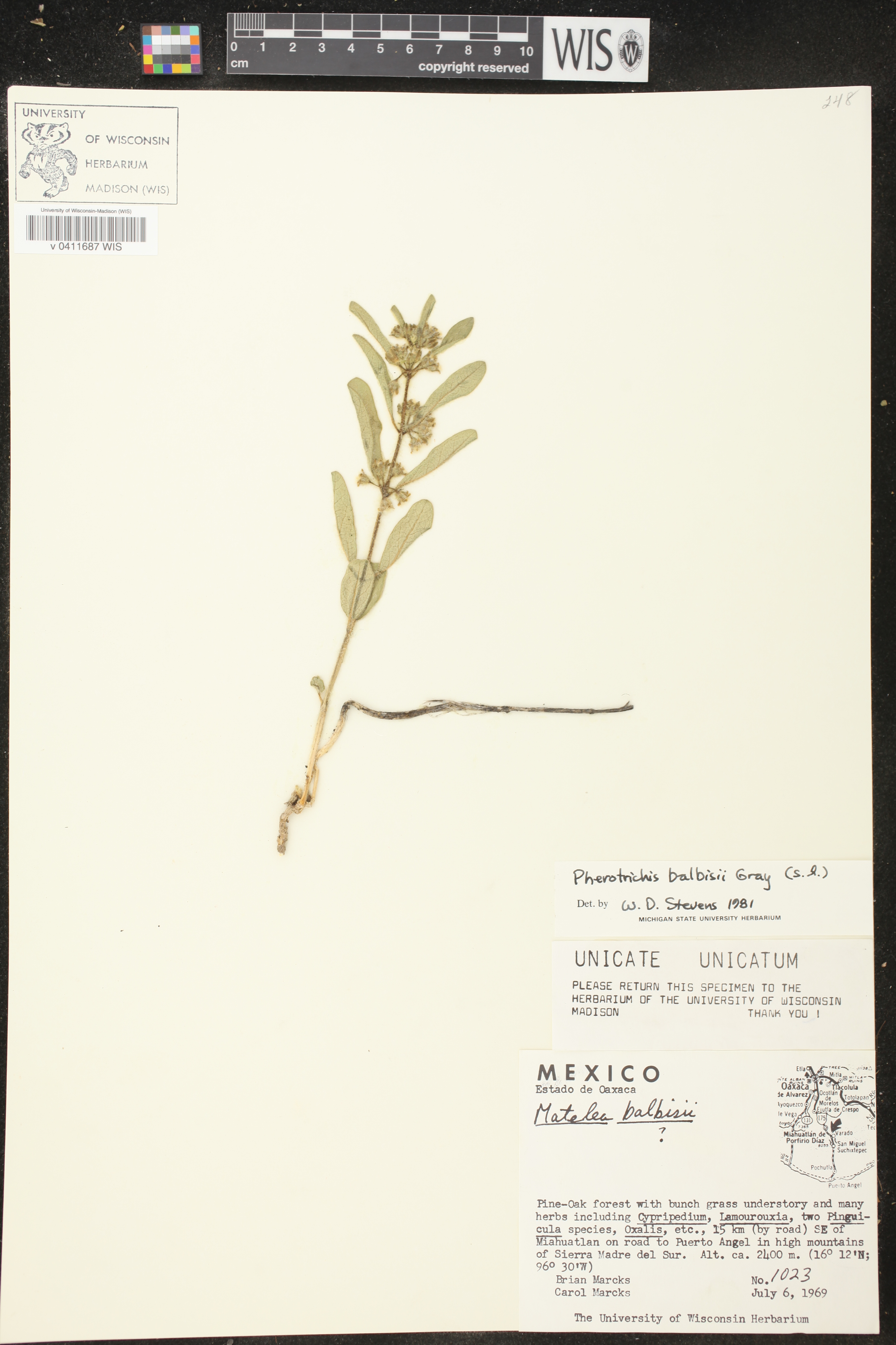 Matelea balbisii image