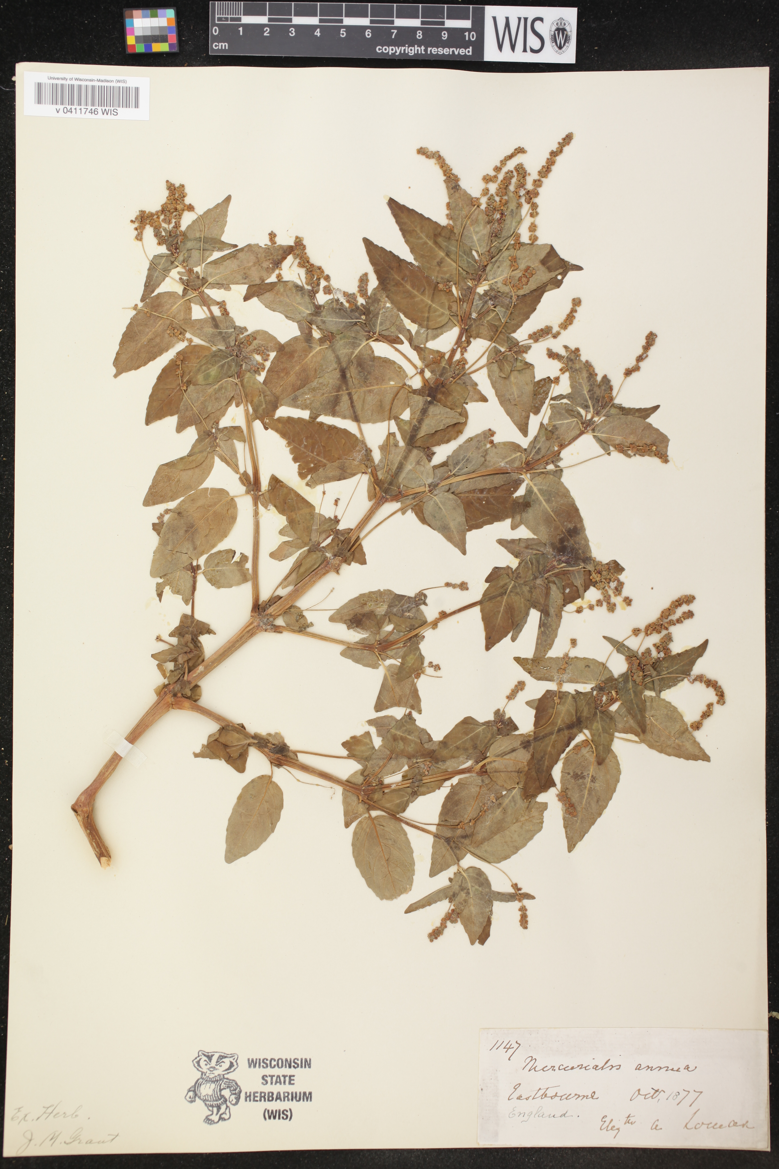 Mercurialis annua image