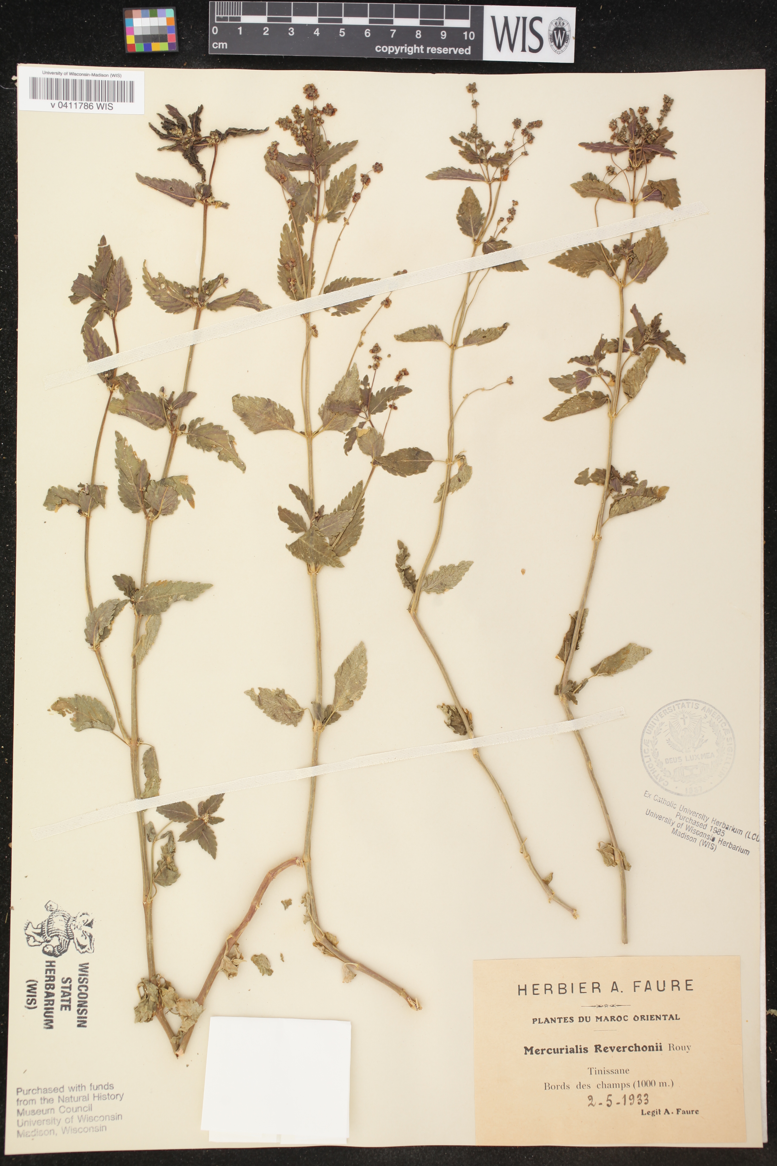 Mercurialis reverchonii image
