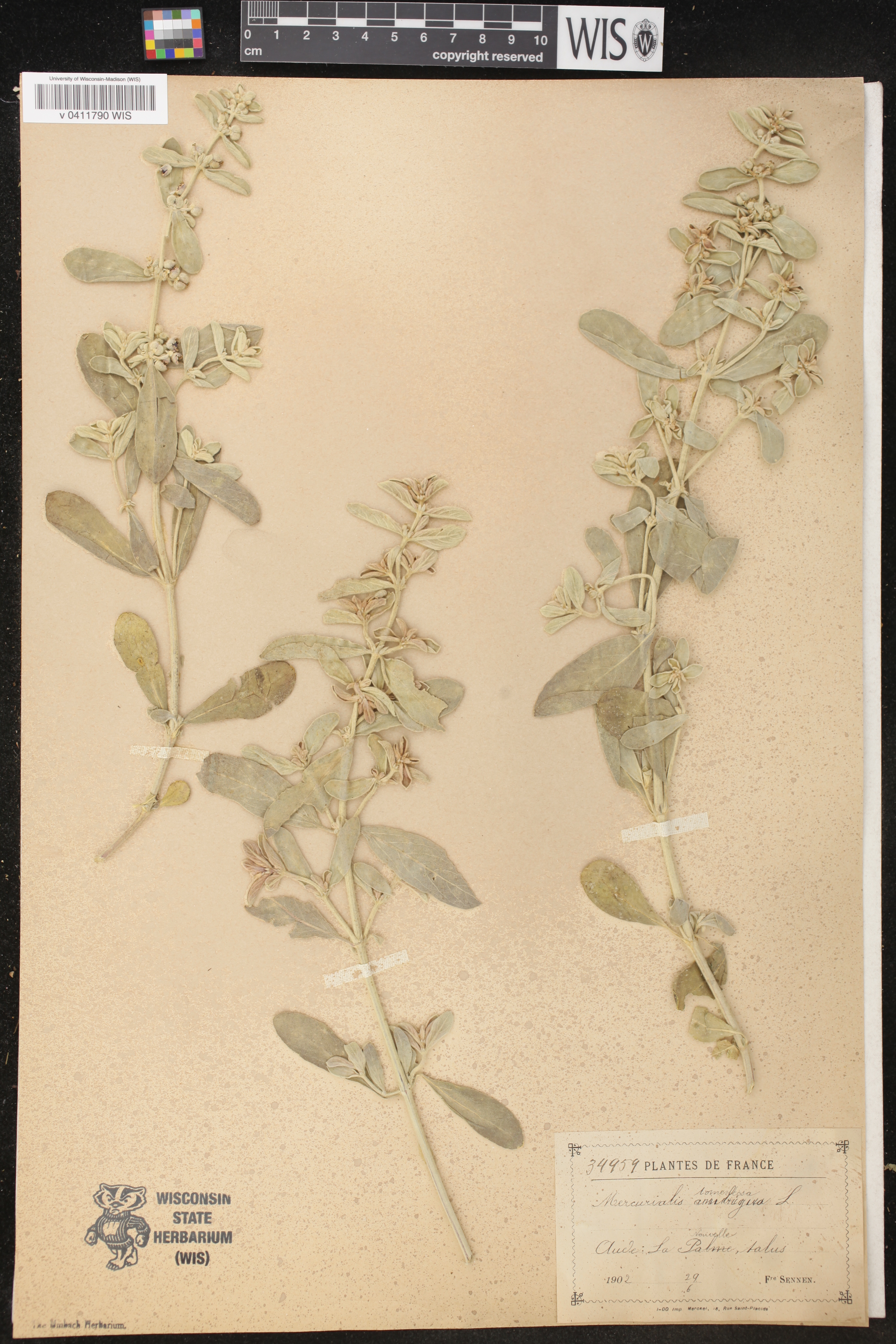 Mercurialis tomentosa image