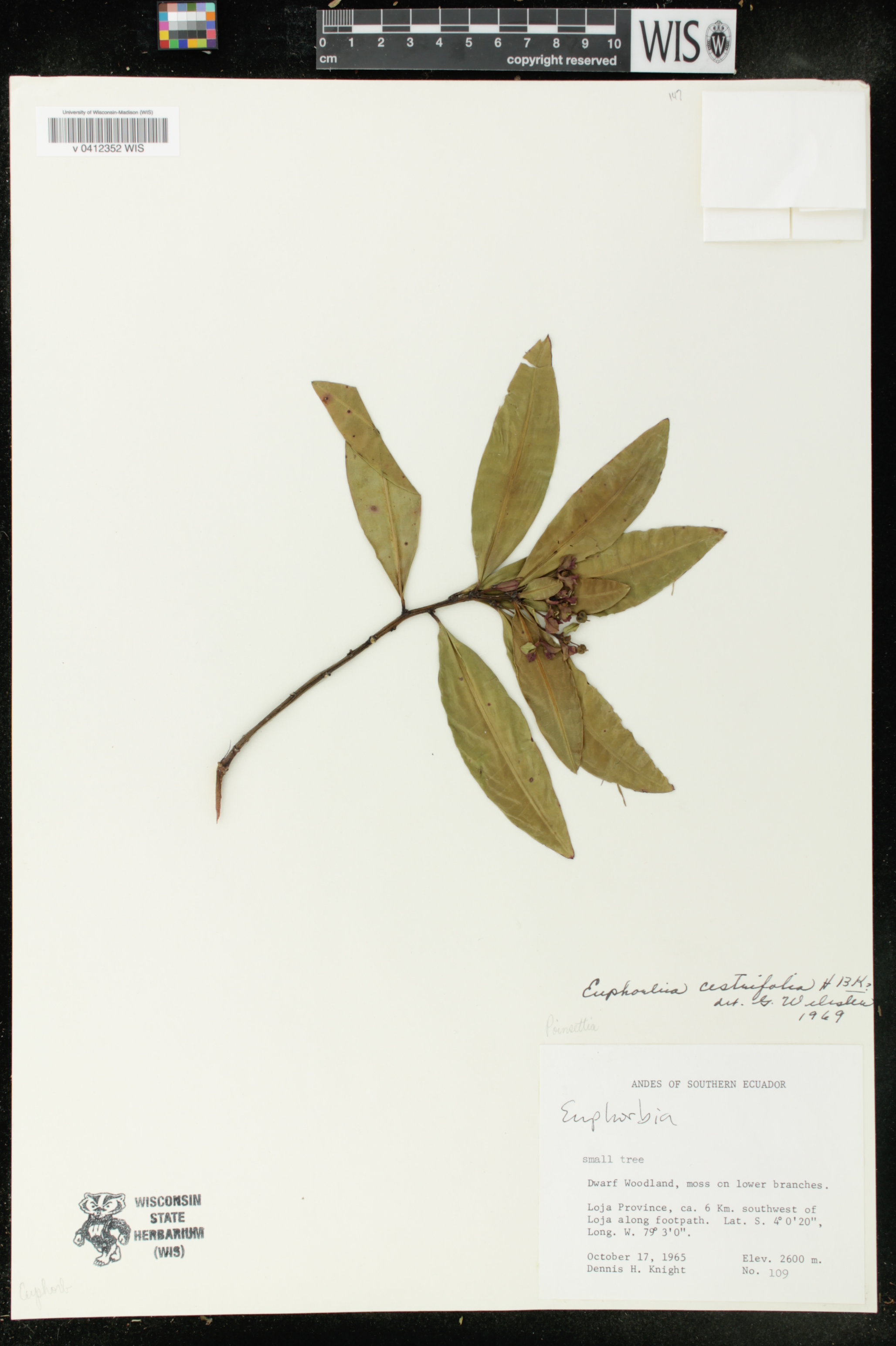 Euphorbia cestrifolia image