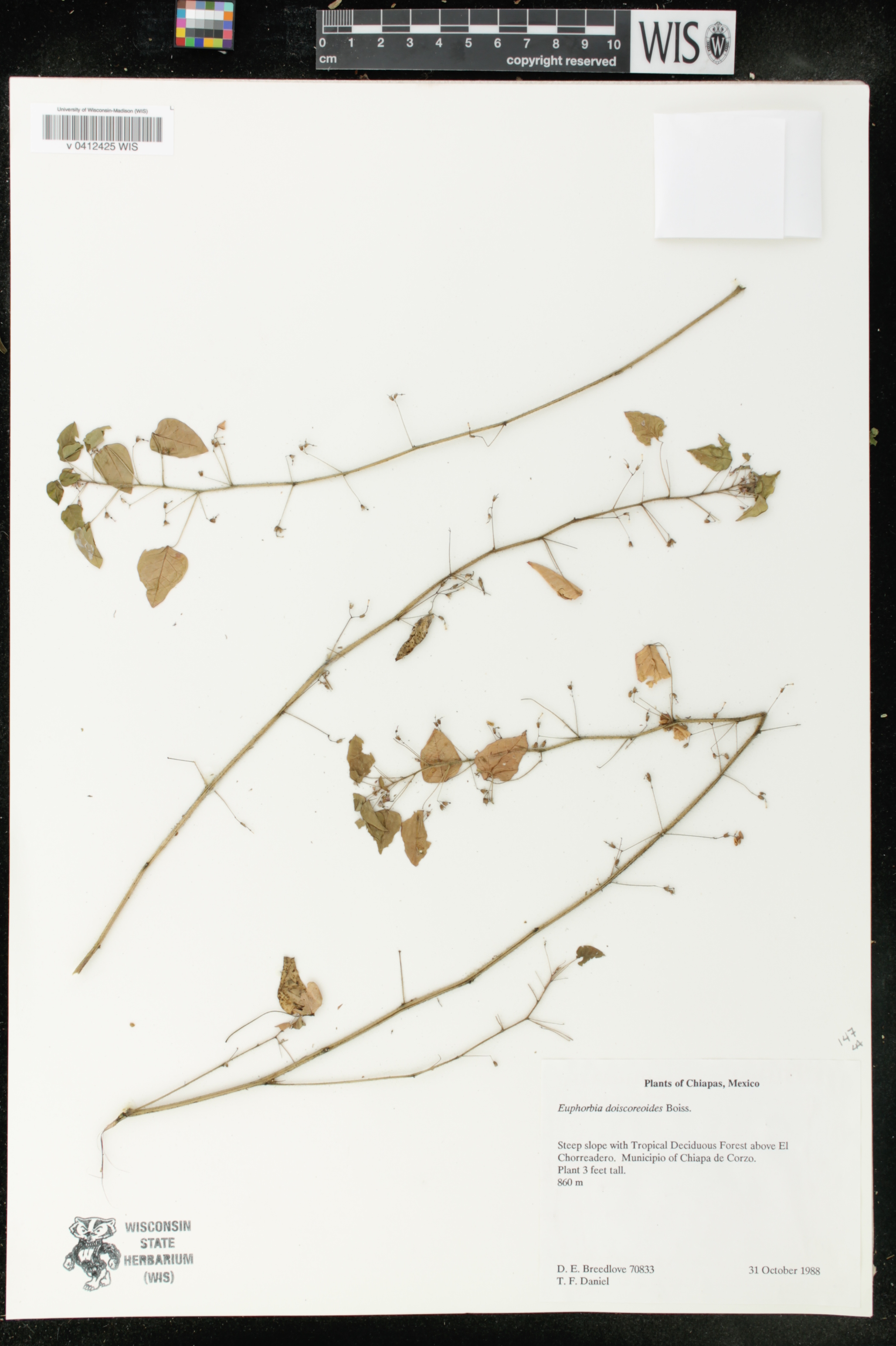 Euphorbia dioica image