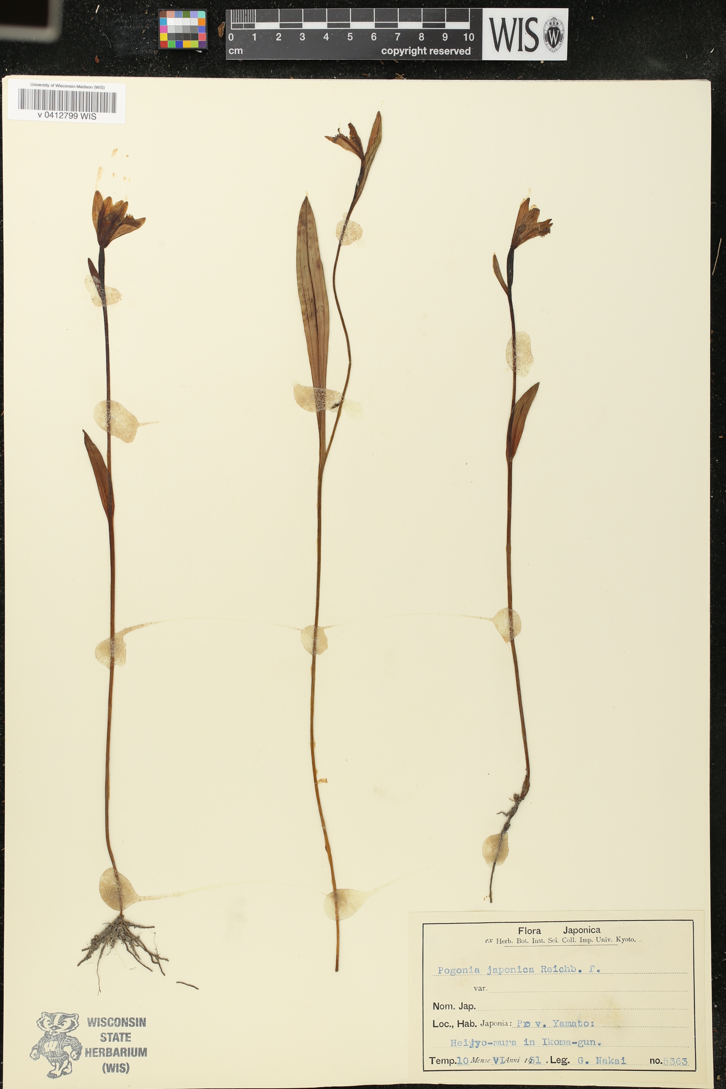 Pogonia japonica image