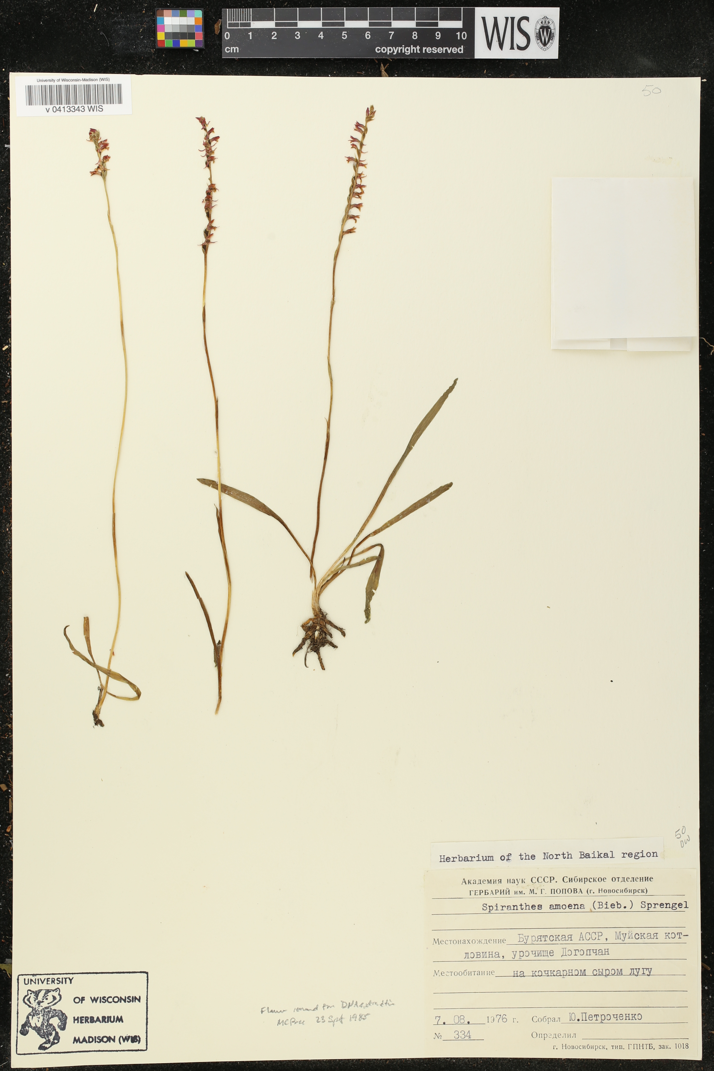 Spiranthes sinensis image