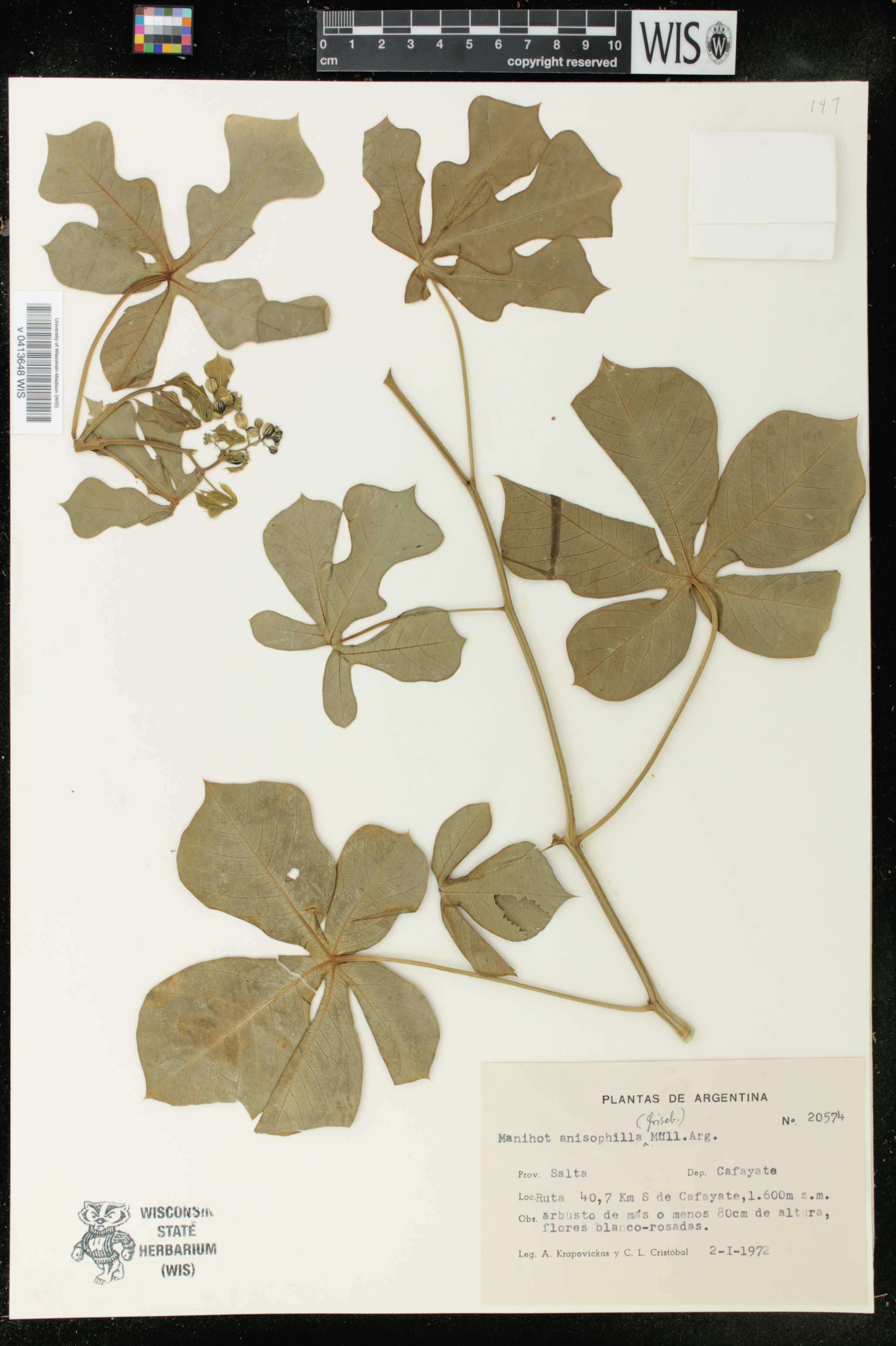 Manihot anisophylla image